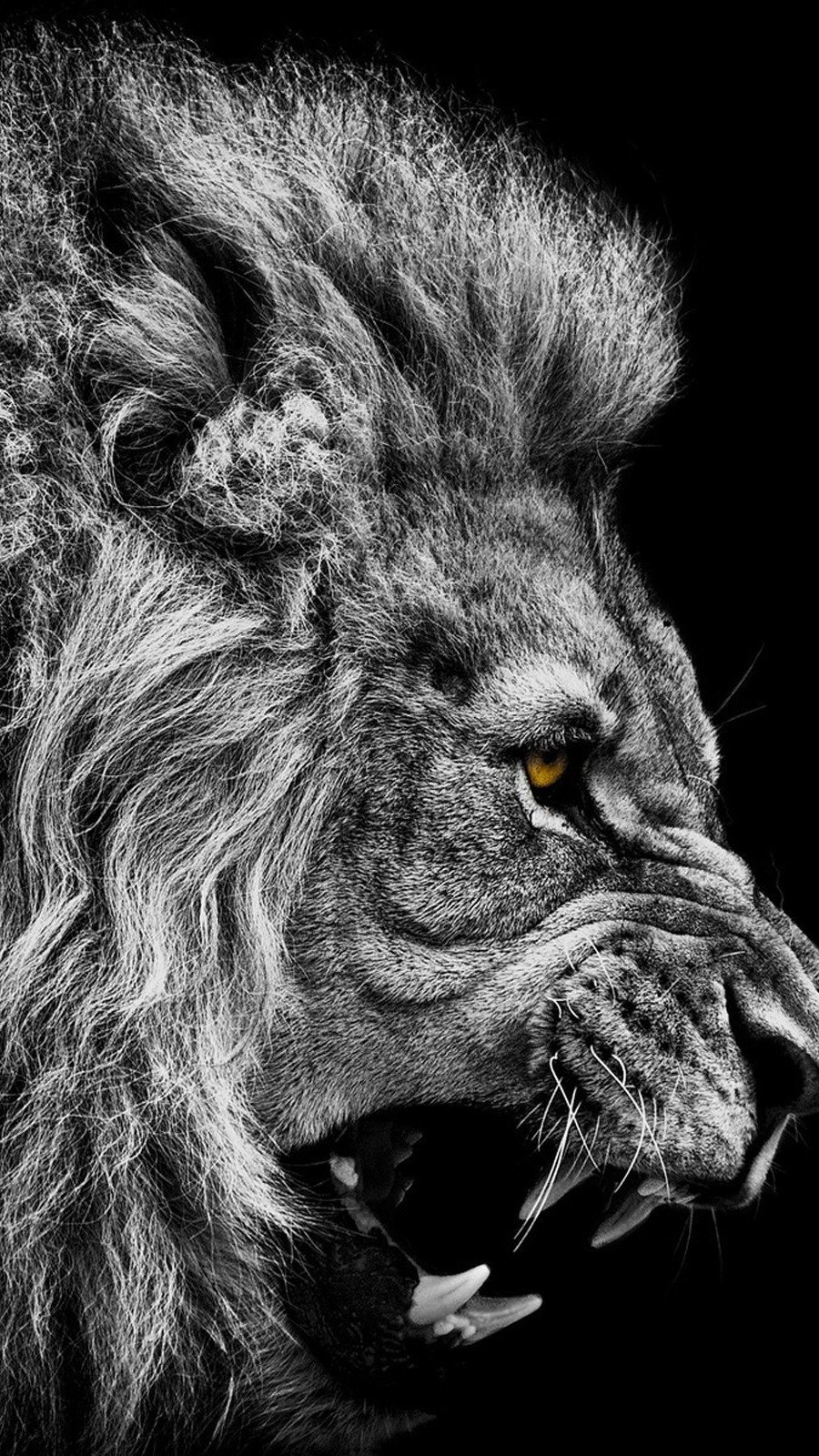 Lion Black And White Wallpapers