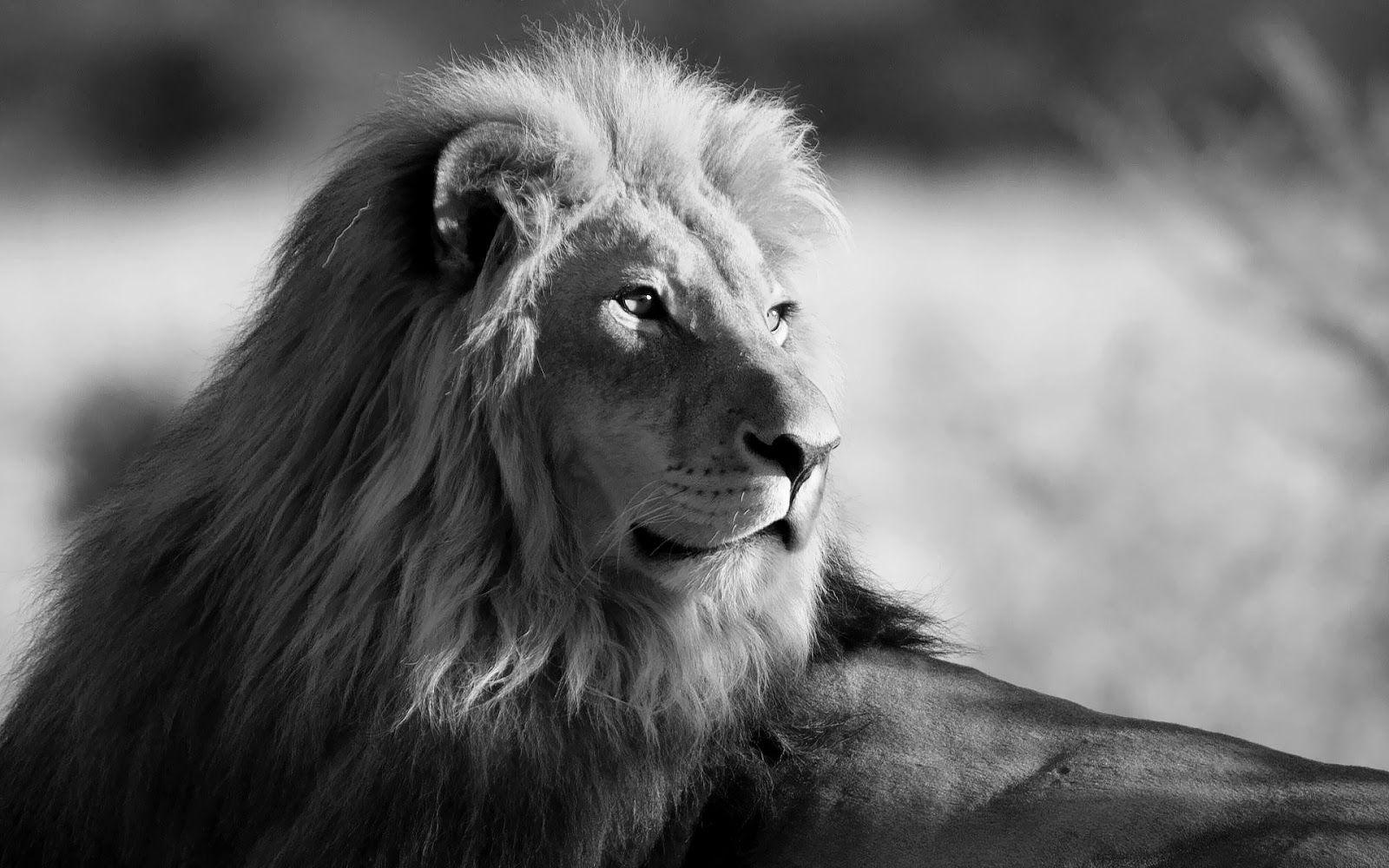 Lion Black And White Wallpapers