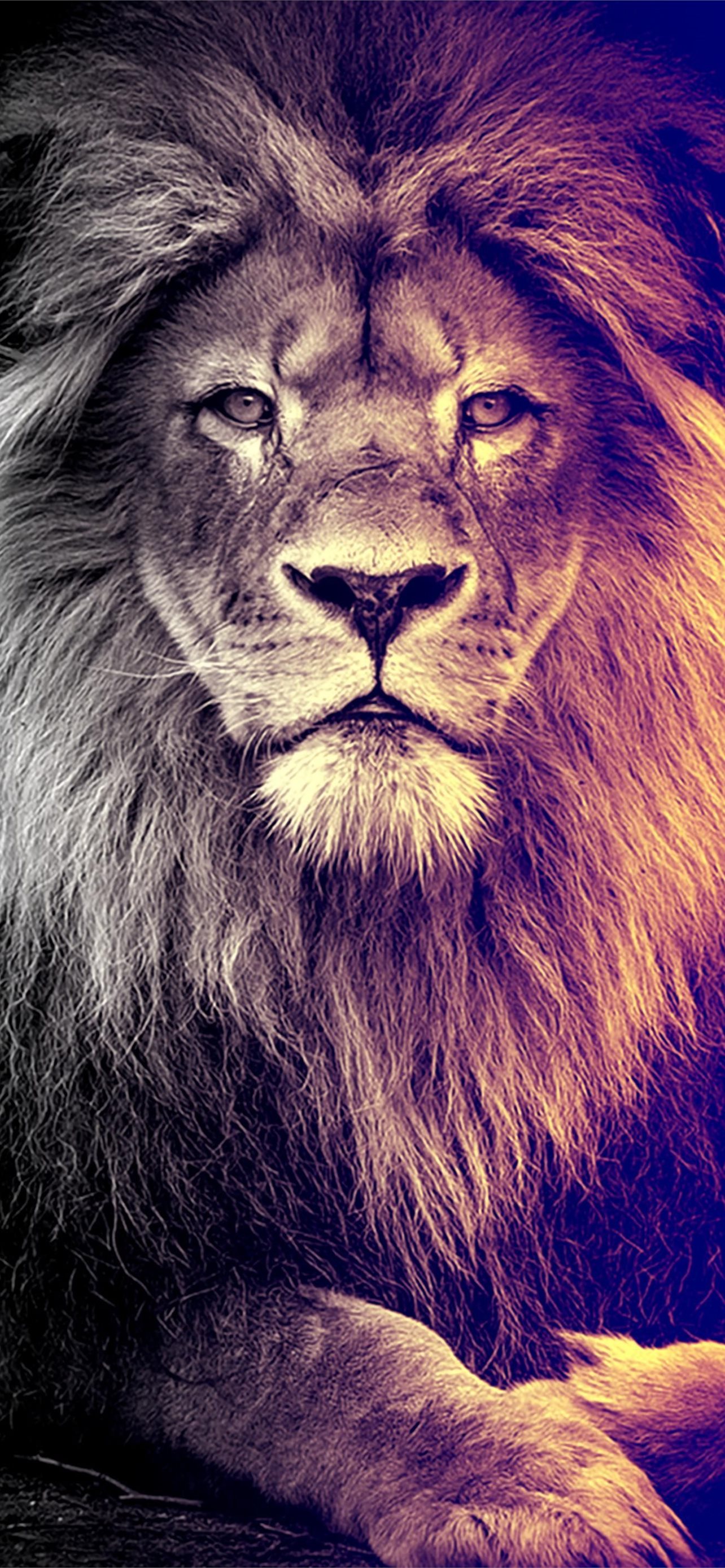 Lion Iphone Wallpapers