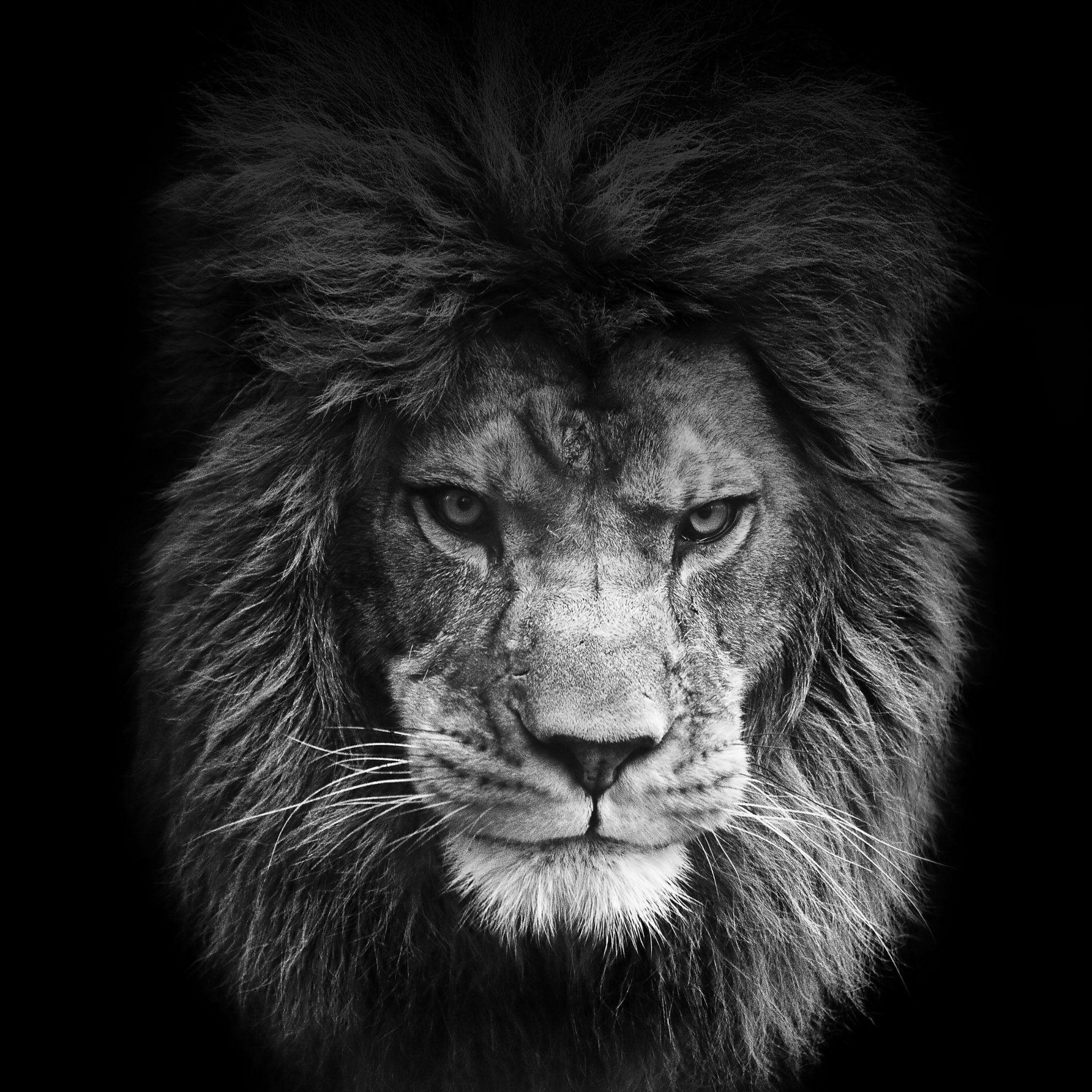 Lion Iphone Wallpapers