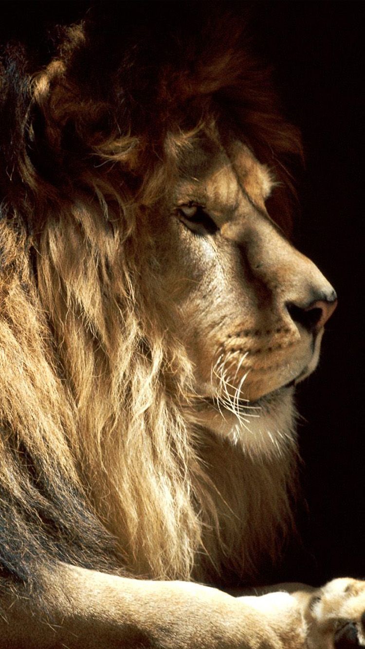 Lion Iphone Wallpapers