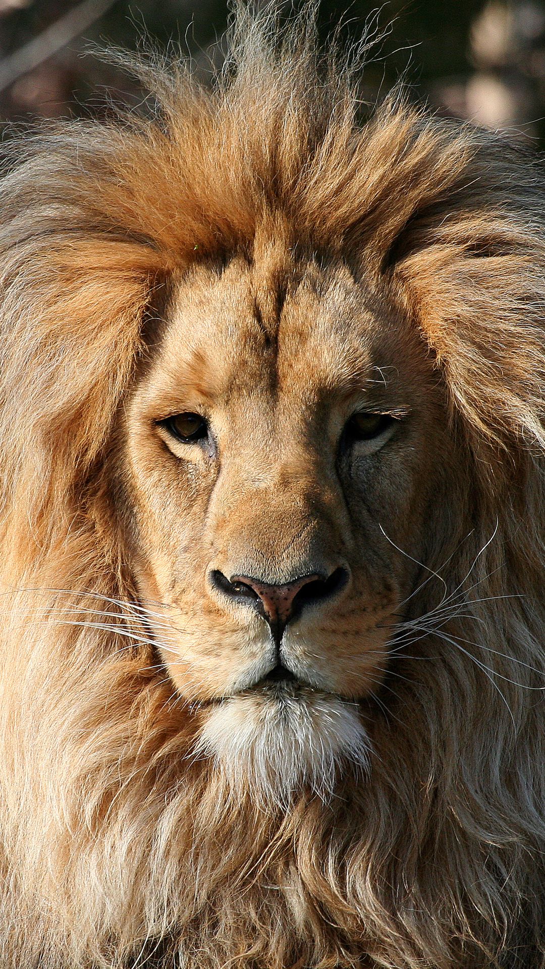 Lion Iphone Wallpapers