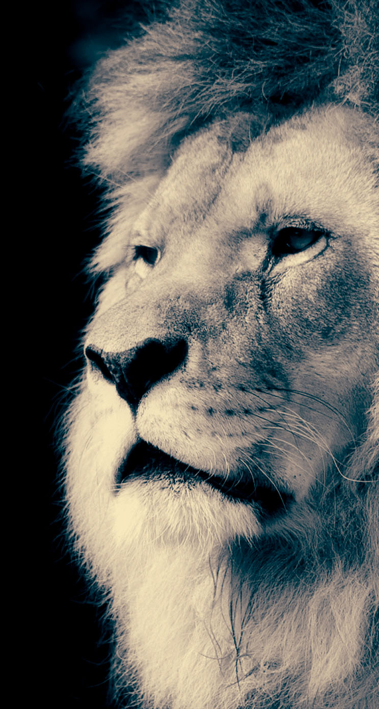 Lion Iphone Wallpapers