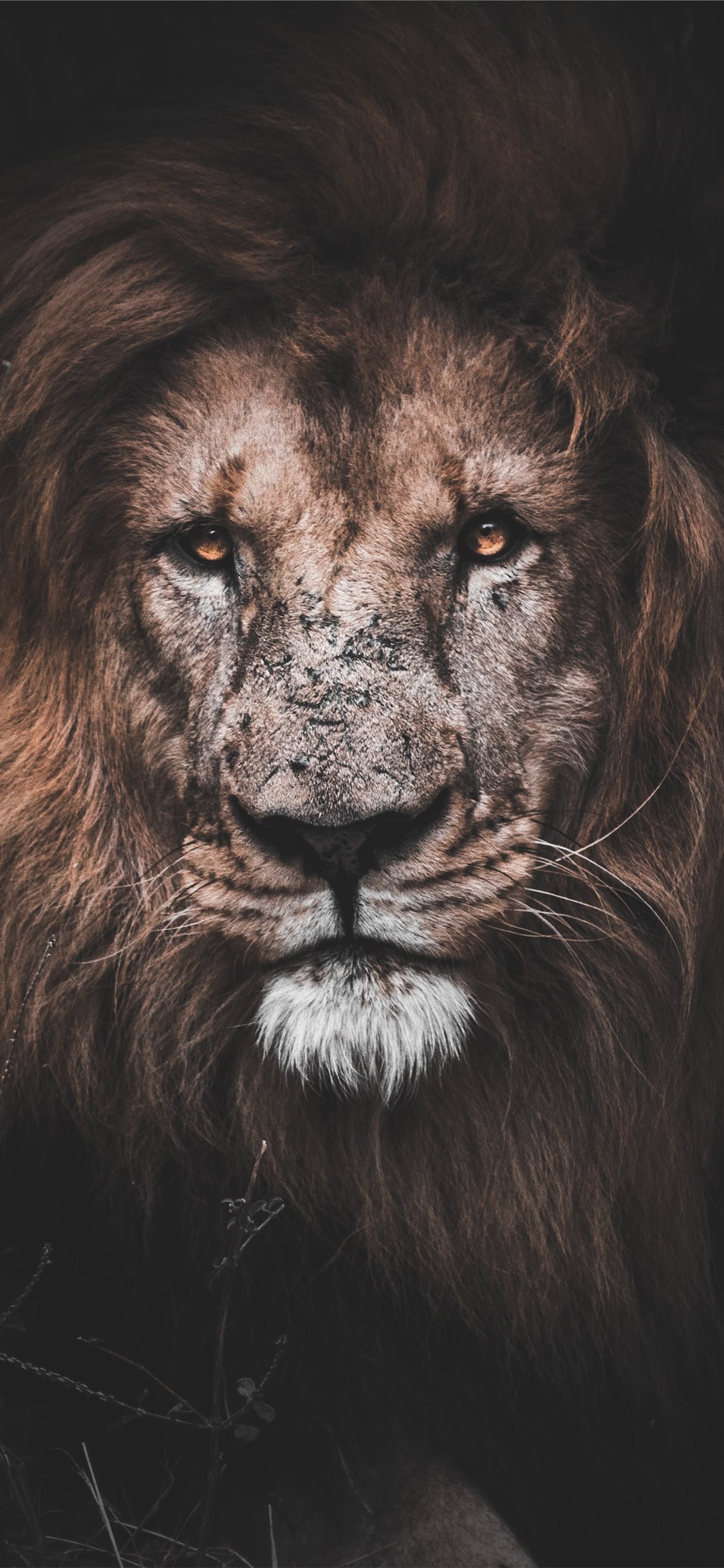 Lion Iphone Wallpapers