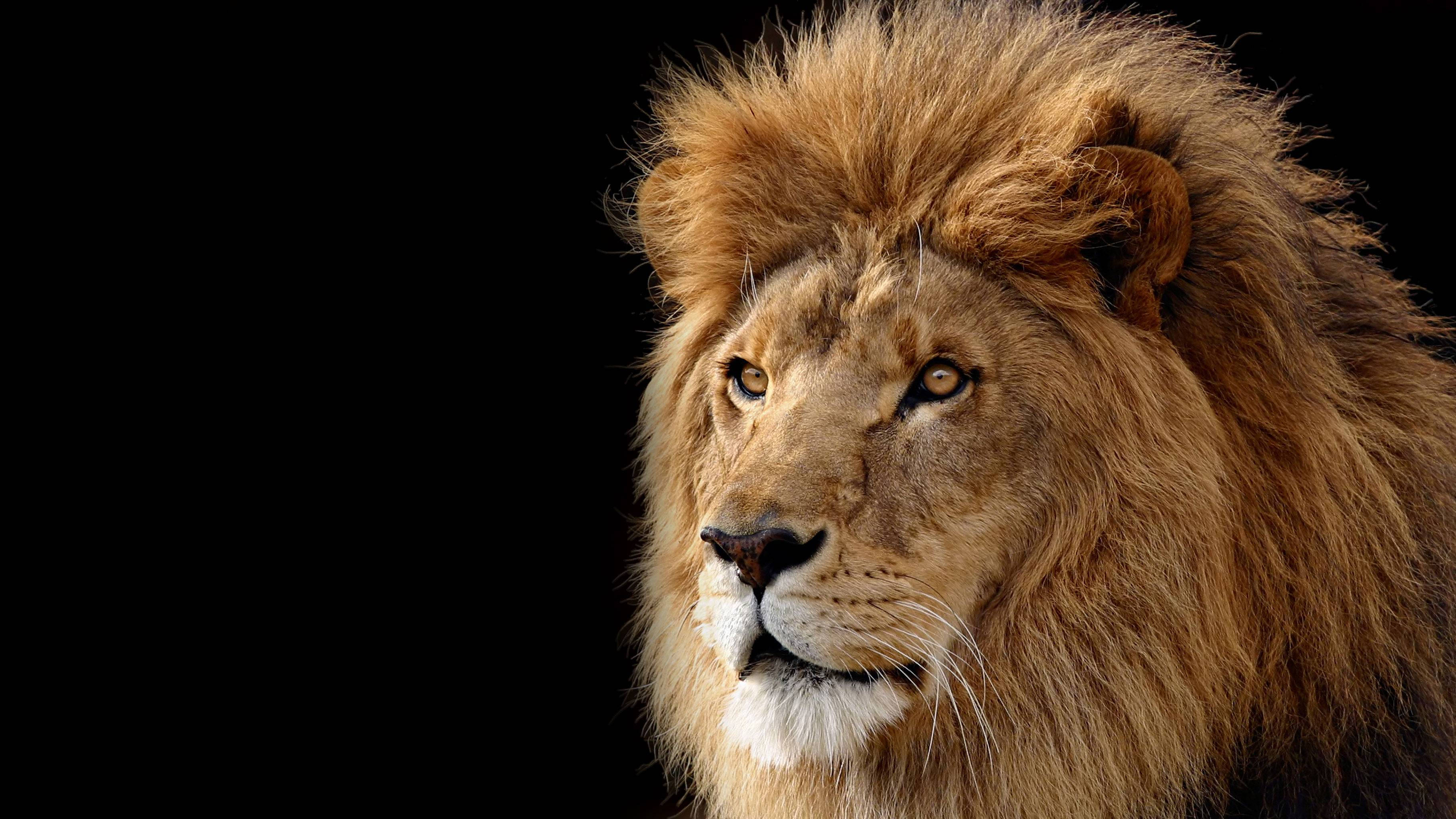 Lions Head Wallpapers