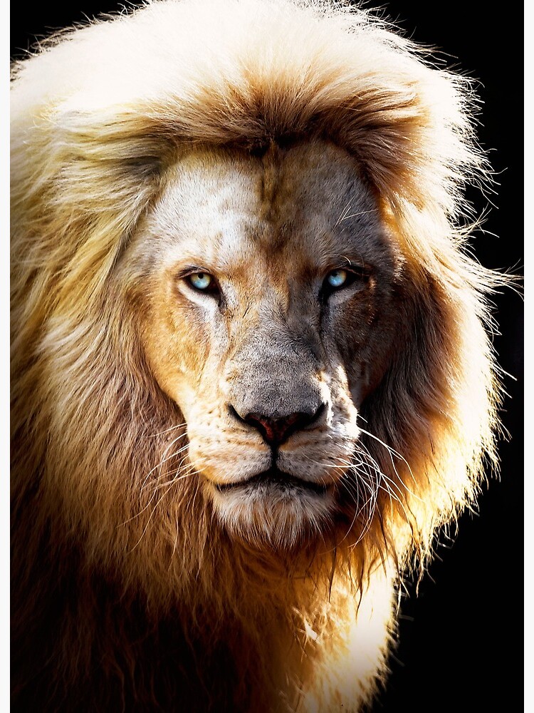 Lions Head Wallpapers