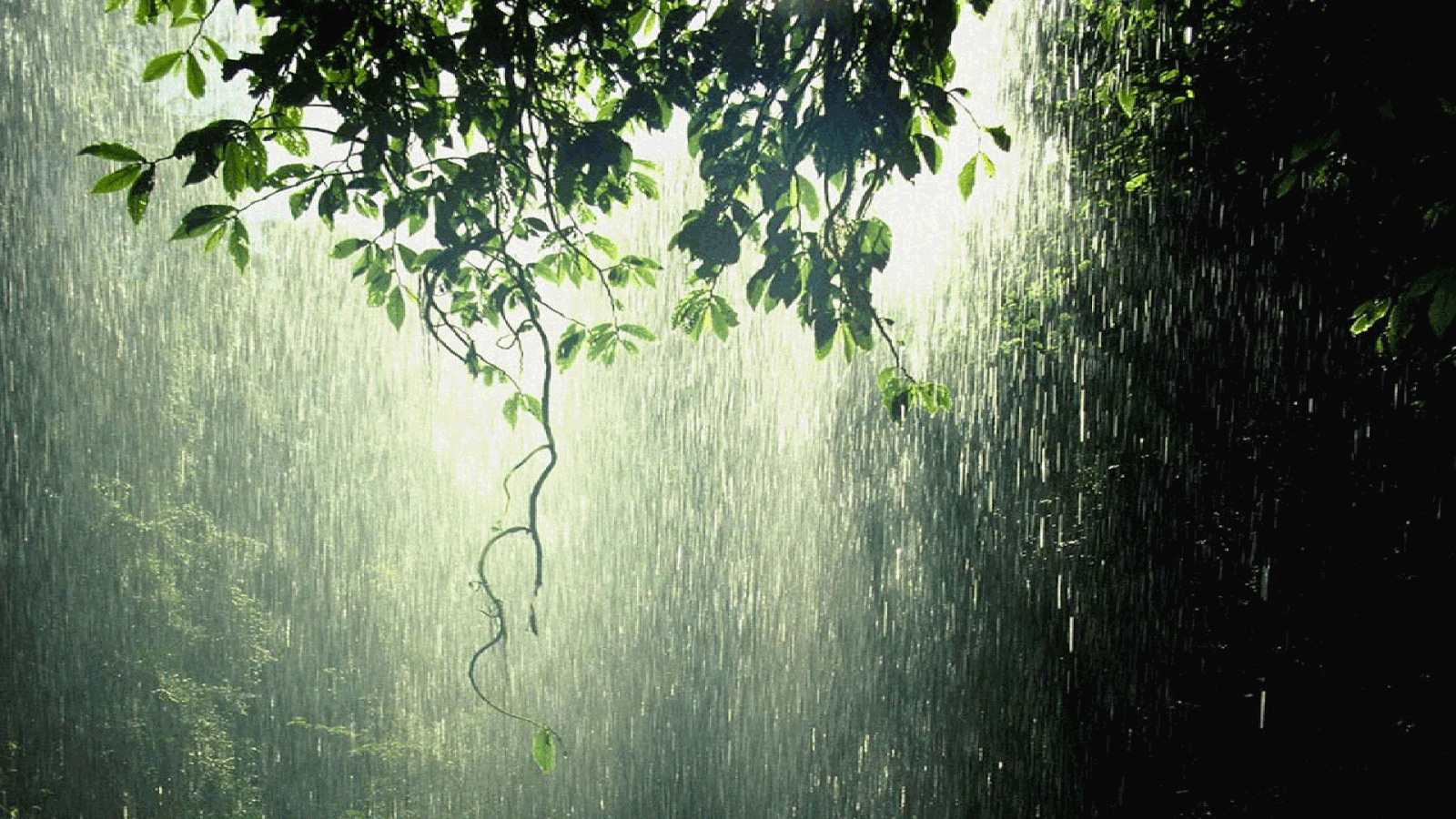 Live Rain Wallpapers