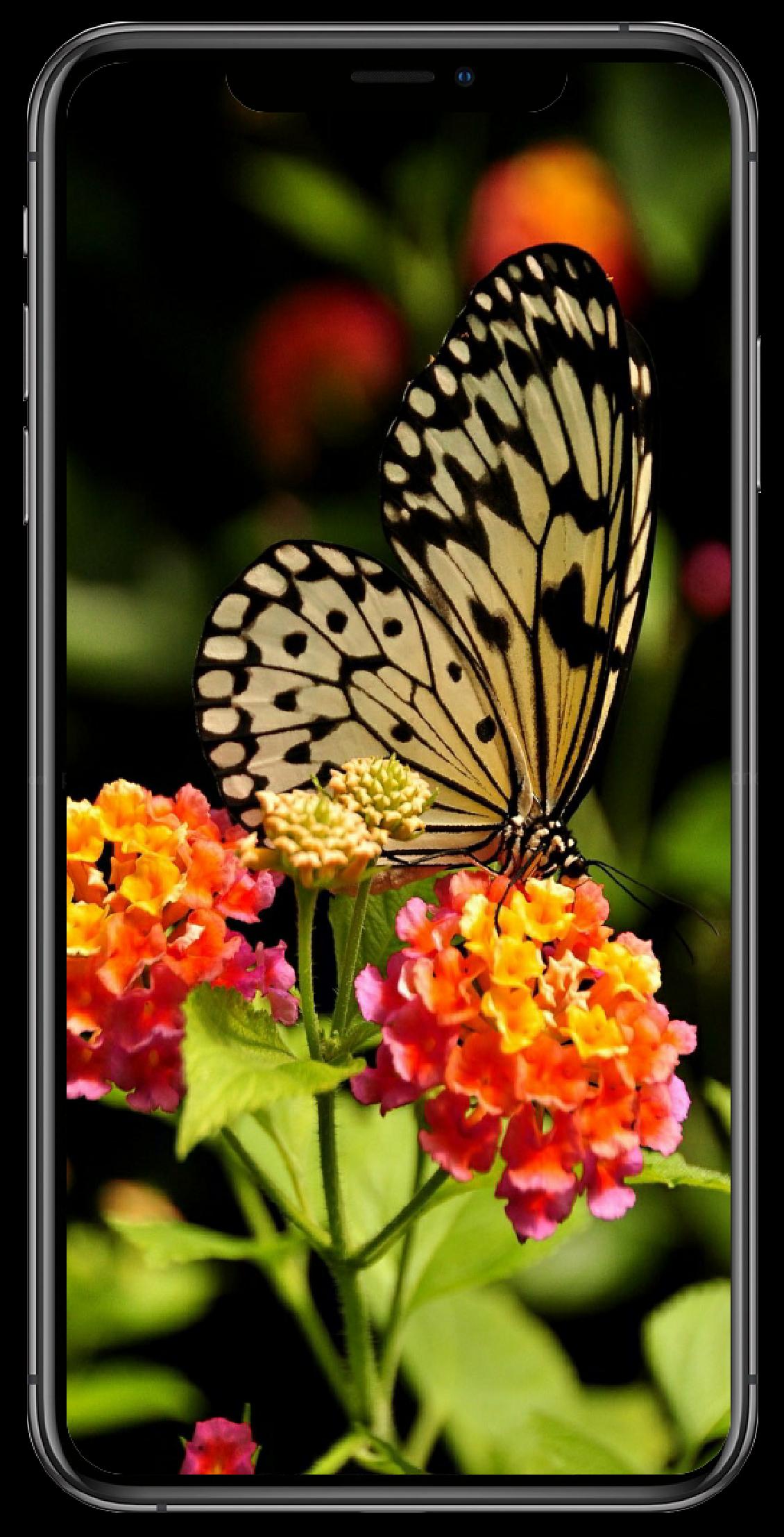 Live Butterfly Wallpapers