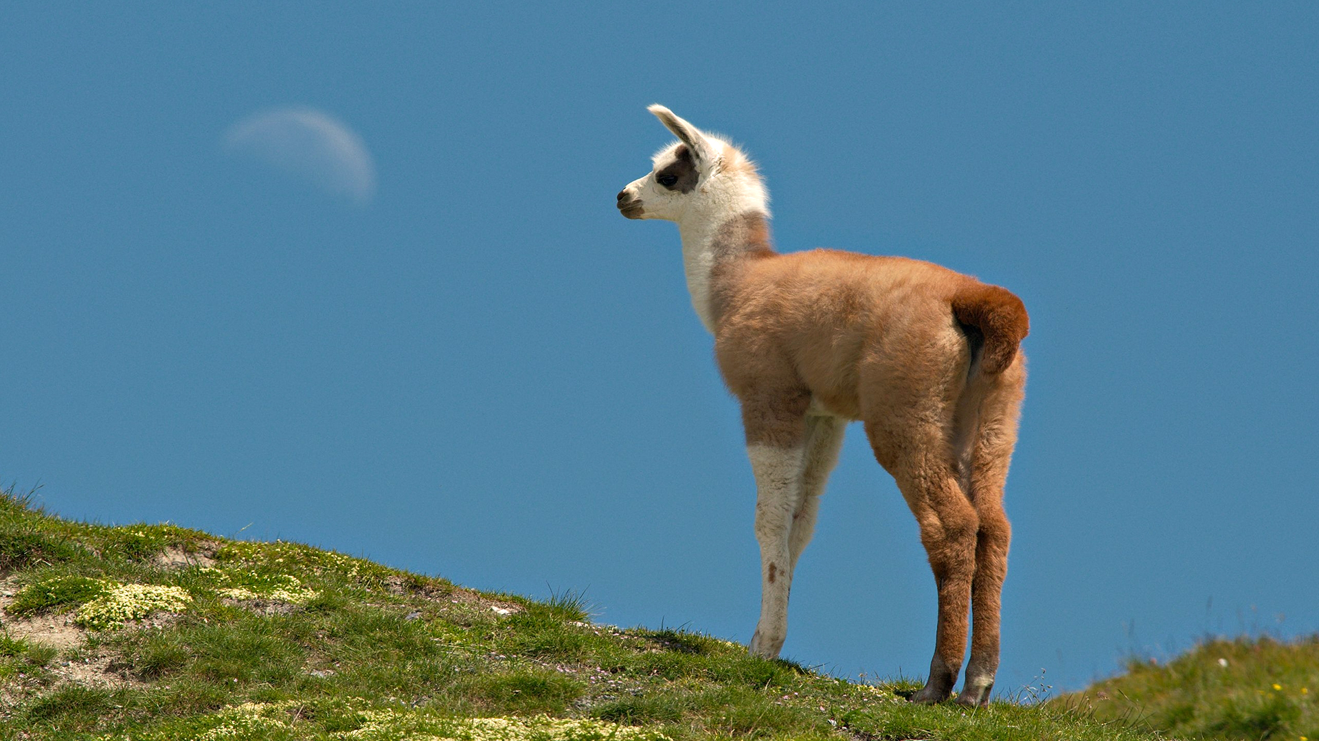 Llama Desktop Wallpapers