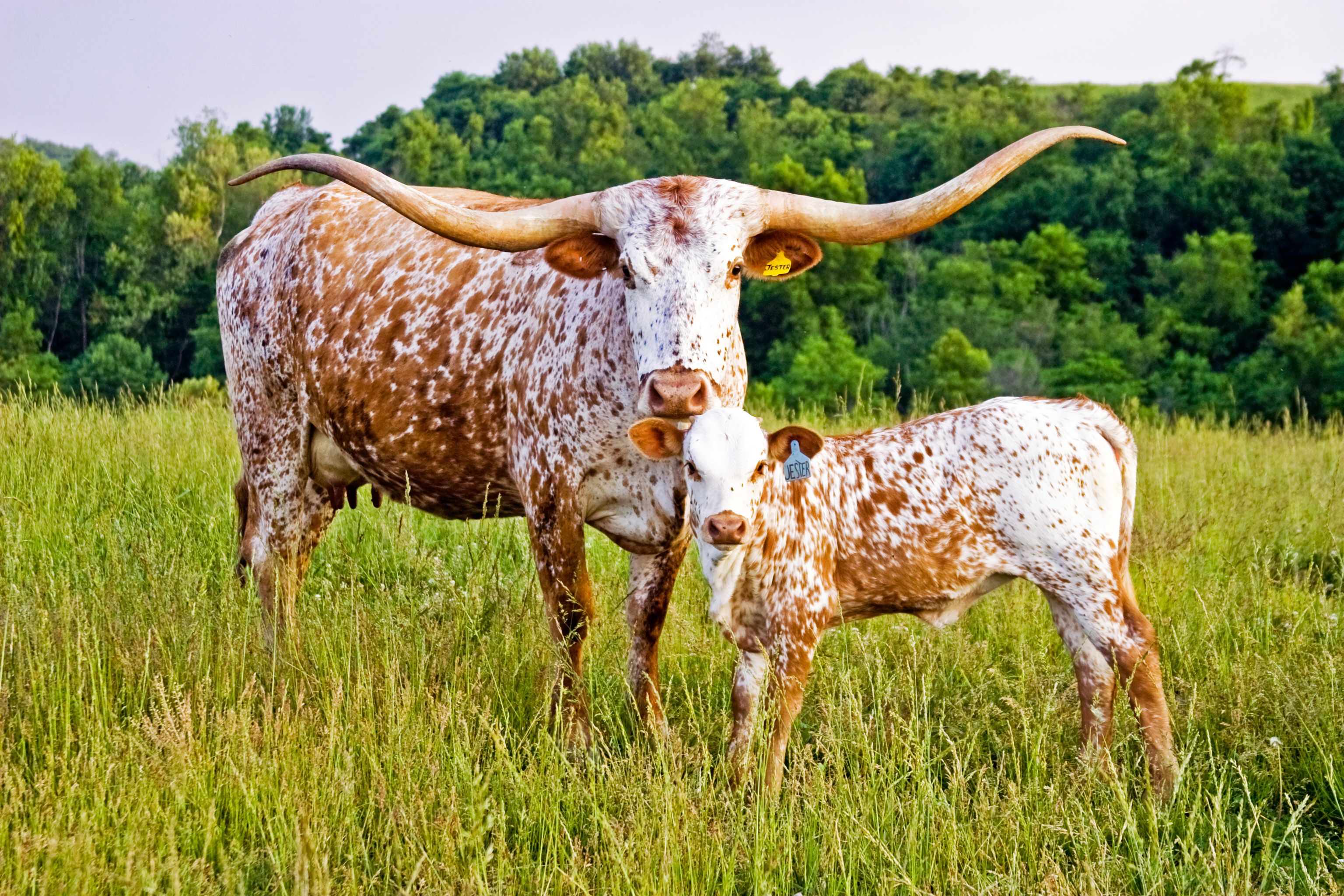 Longhorn Walpaper Wallpapers