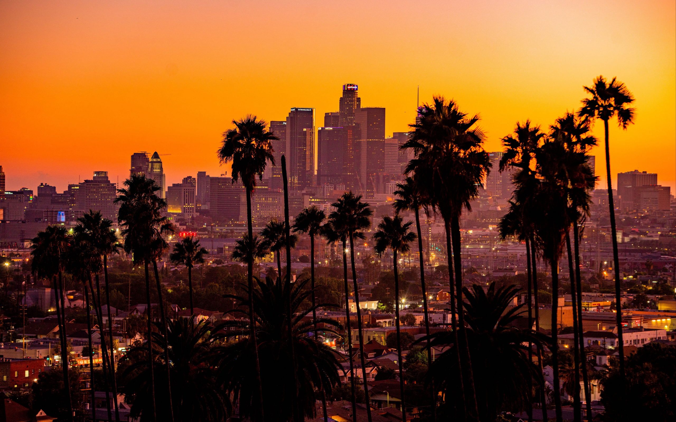 Los Angeles Palm Trees Wallpapers