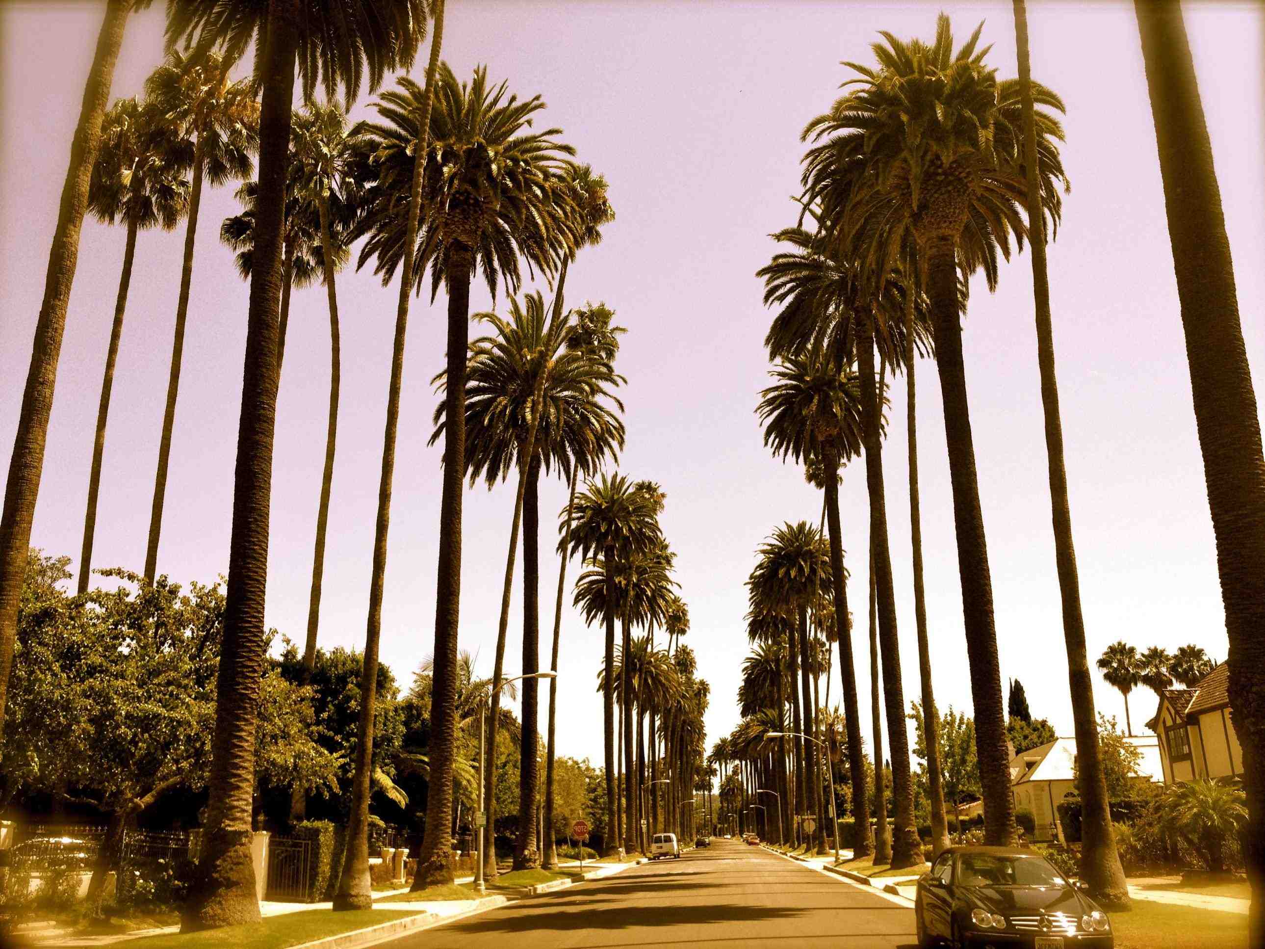 Los Angeles Palm Trees Wallpapers