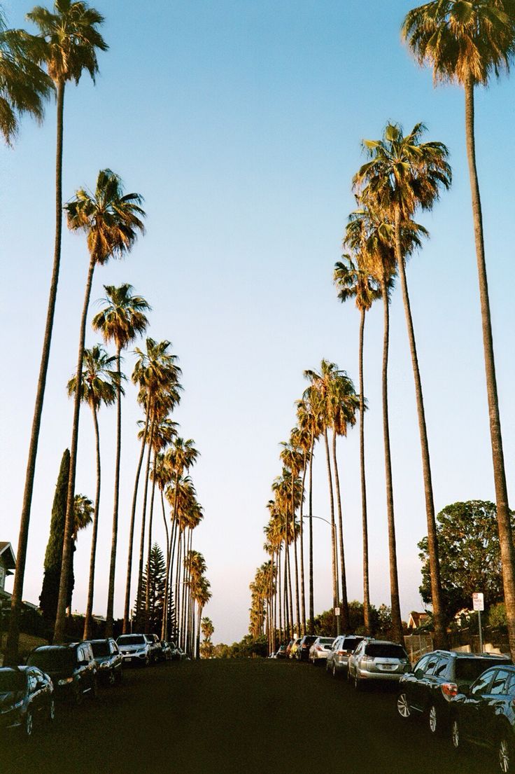 Los Angeles Palm Trees Wallpapers