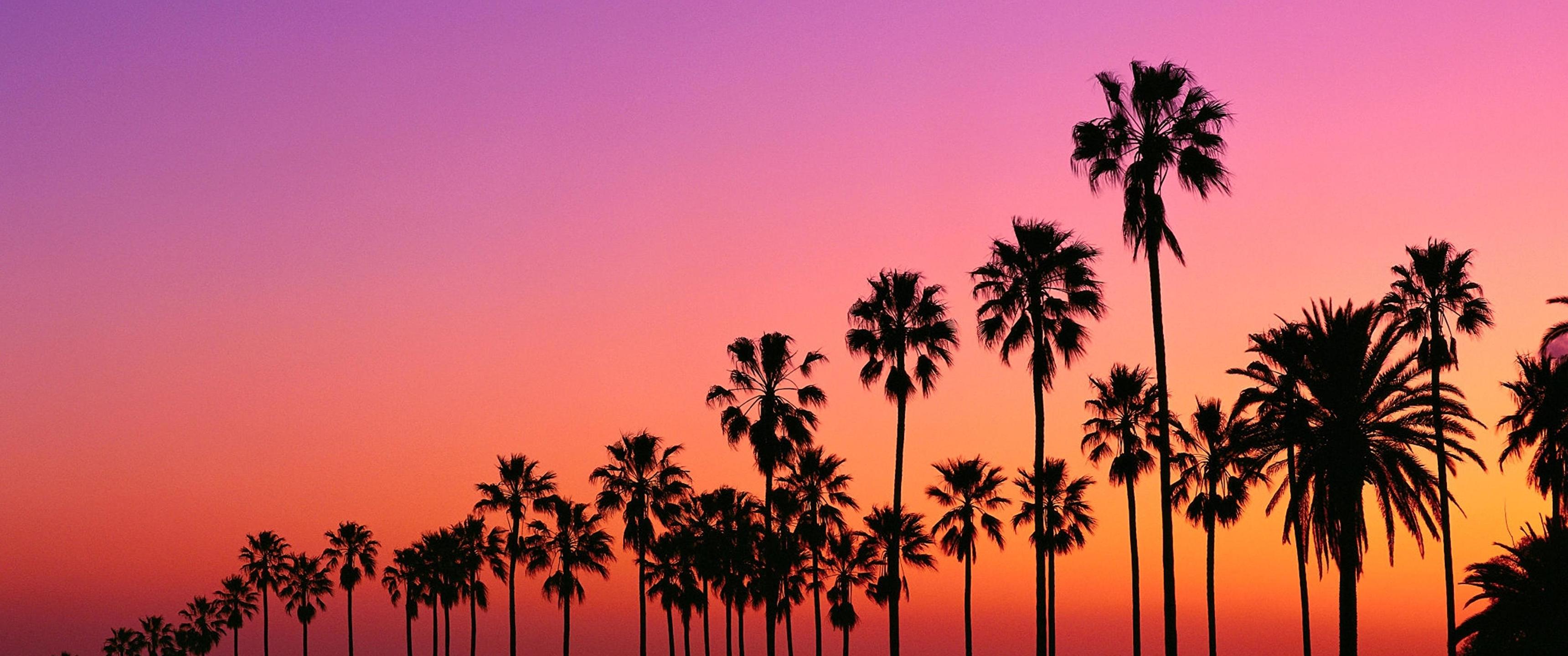 Los Angeles Palm Trees Wallpapers