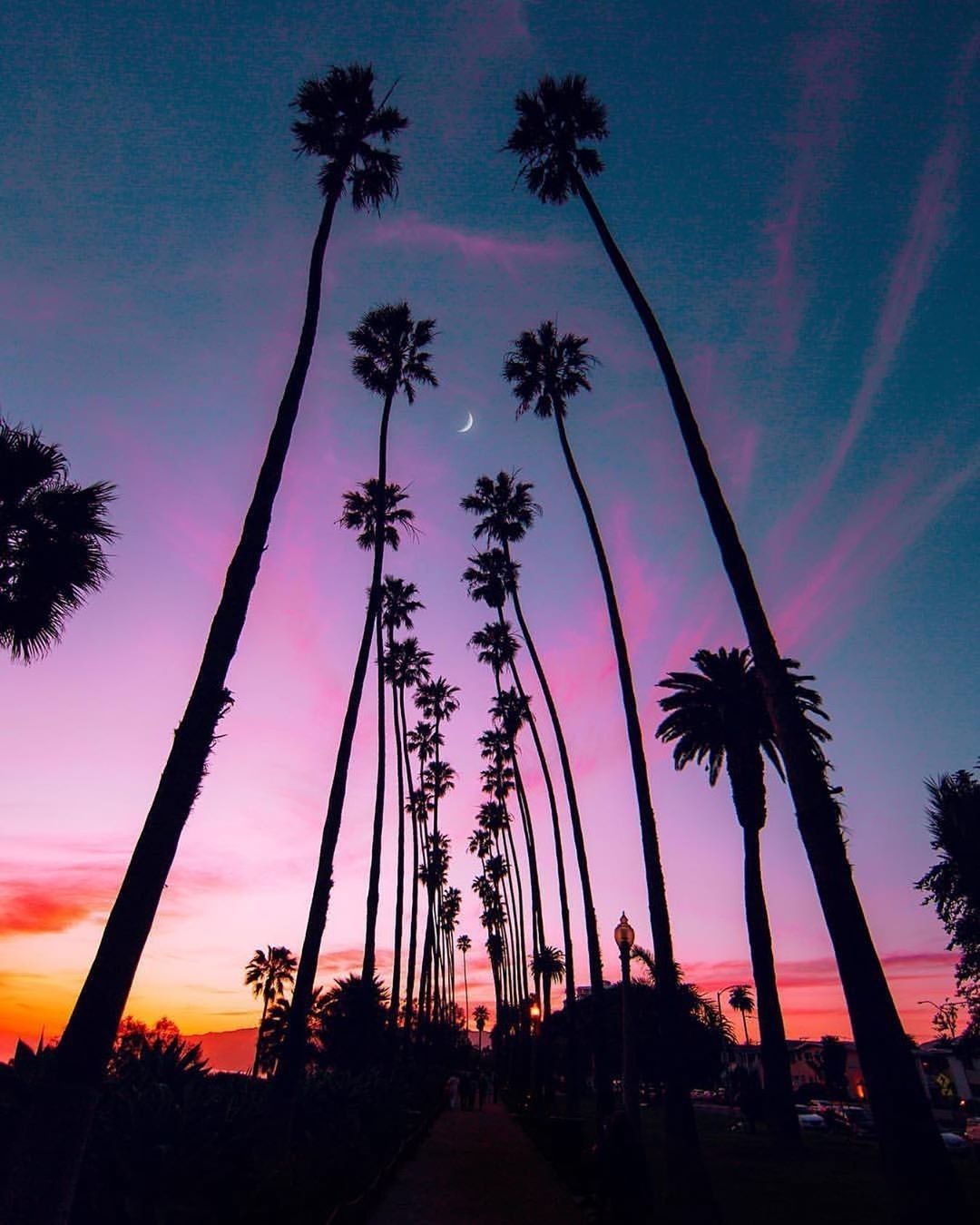 Los Angeles Palm Trees Wallpapers