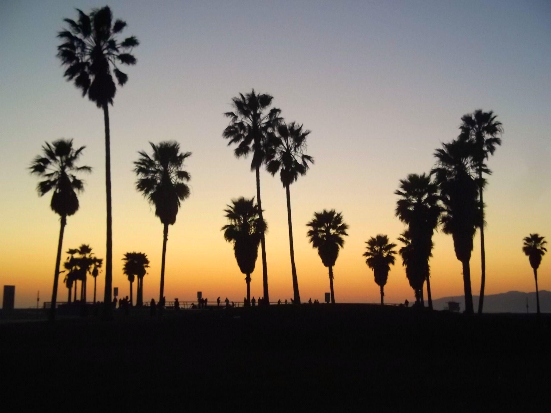 Los Angeles Palm Trees Wallpapers