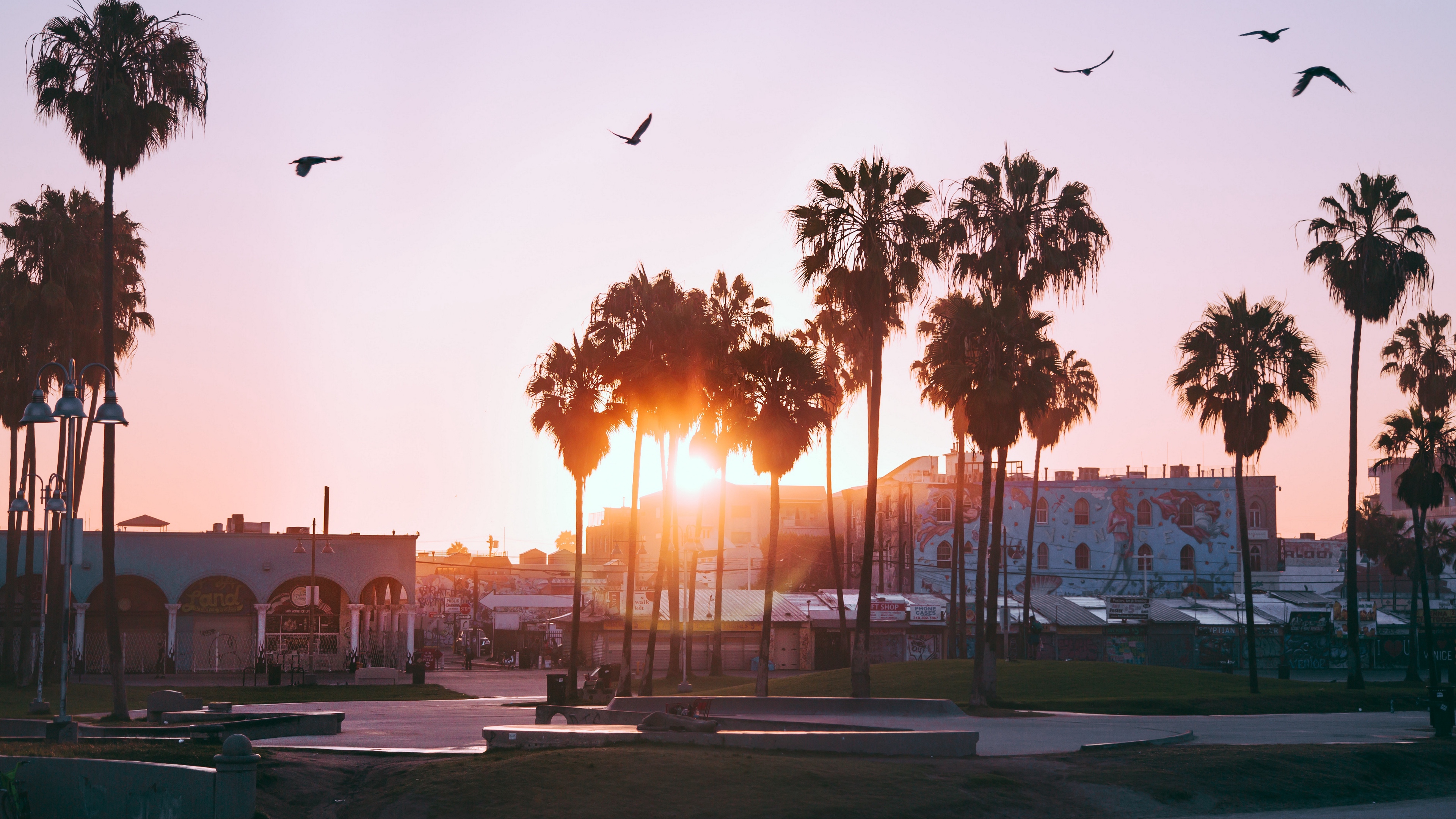 Los Angeles Palm Trees Wallpapers