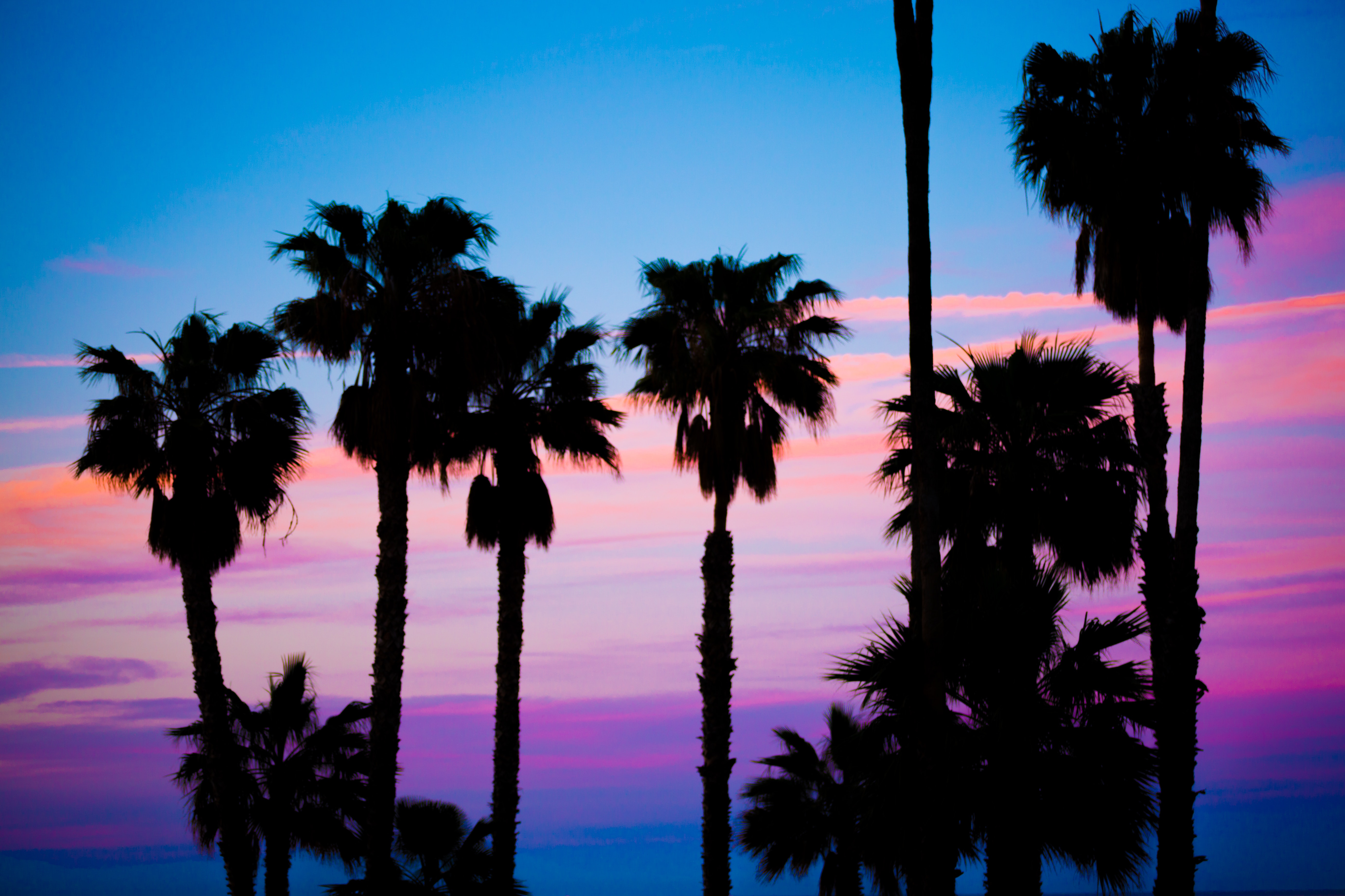 Los Angeles Palm Trees Wallpapers