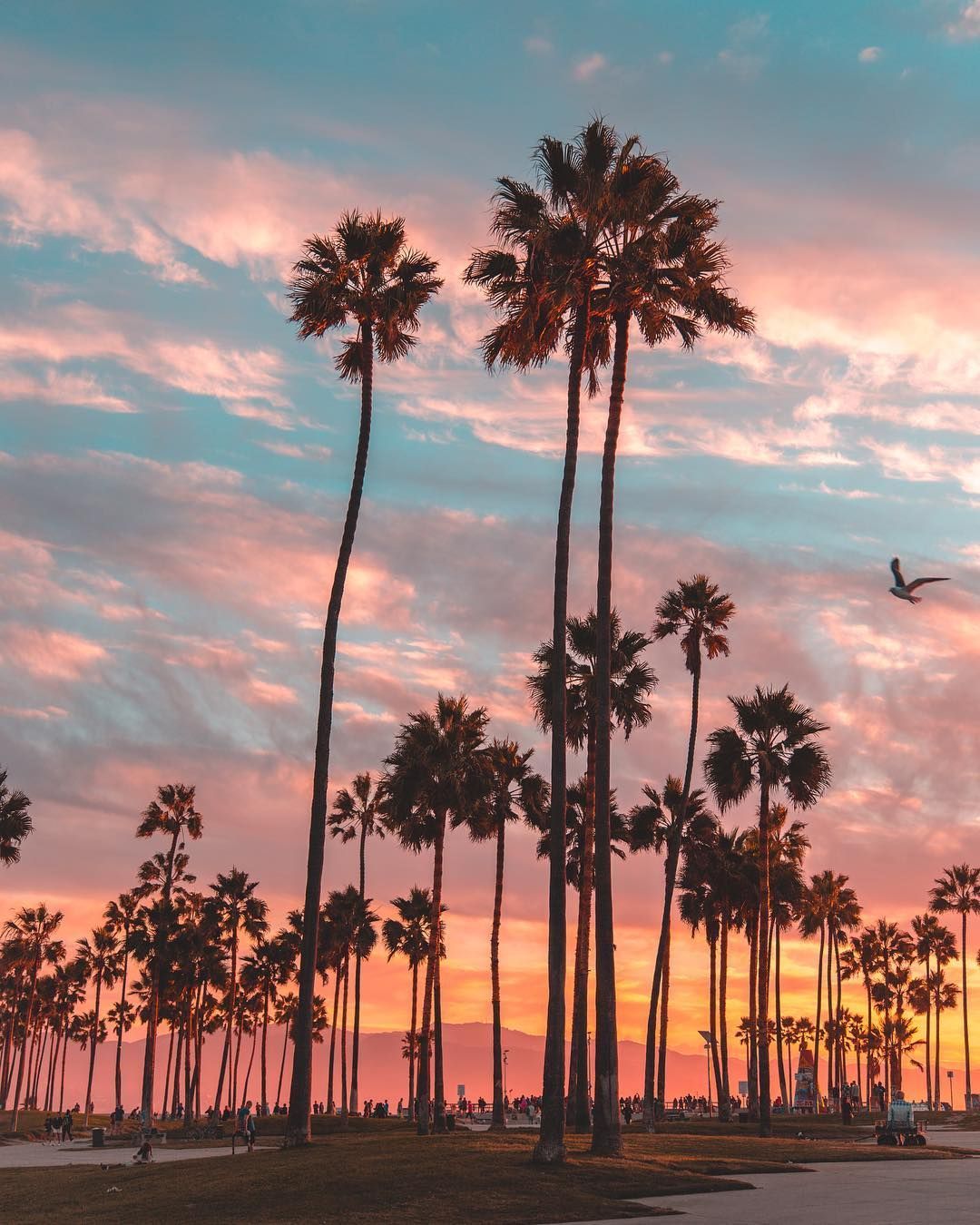 Los Angeles Palm Trees Wallpapers