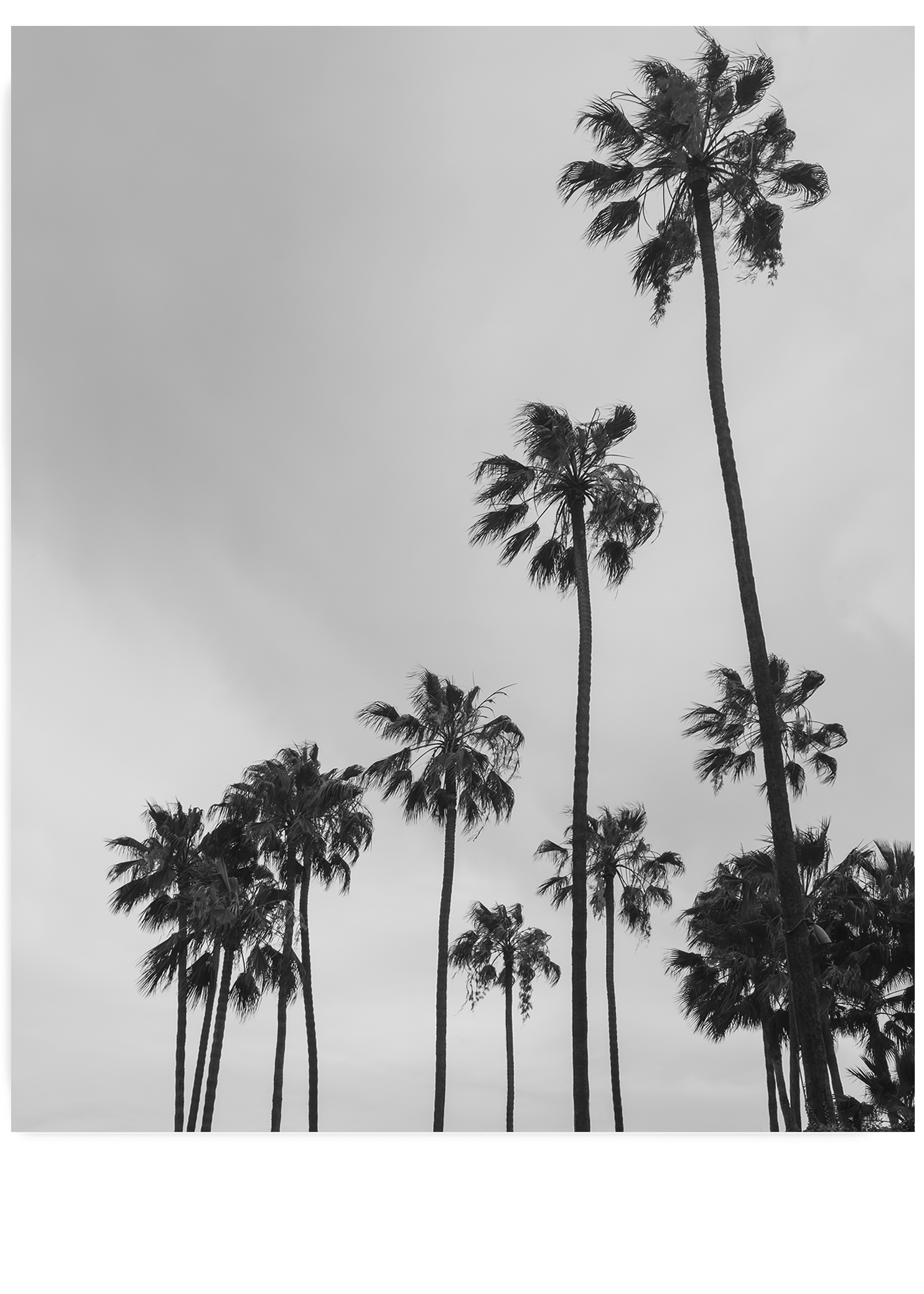 Los Angeles Palm Trees Wallpapers