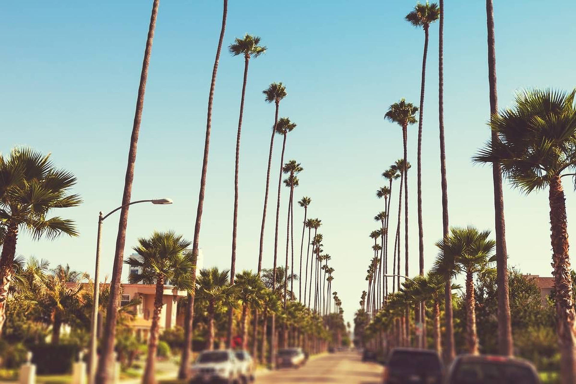 Los Angeles Palm Trees Wallpapers