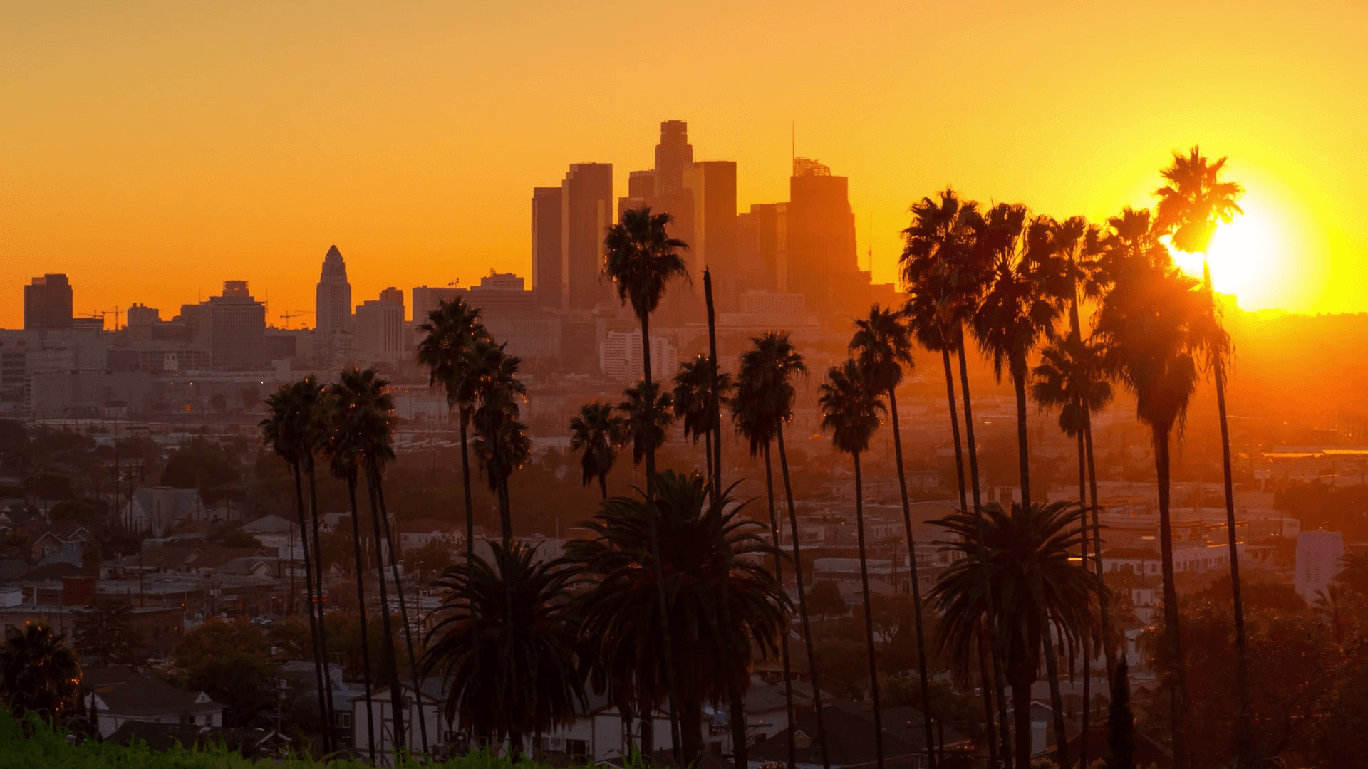 Los Angeles Palm Trees Wallpapers