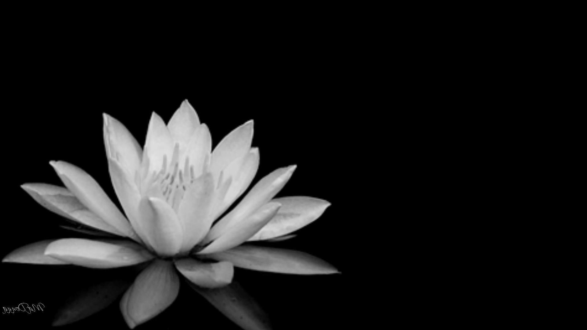 Lotus Black And White Images Wallpapers