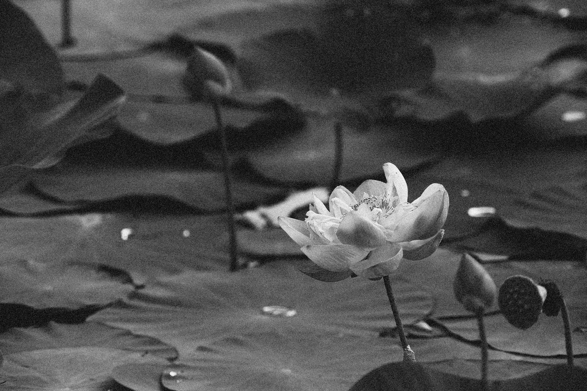 Lotus Black And White Images Wallpapers