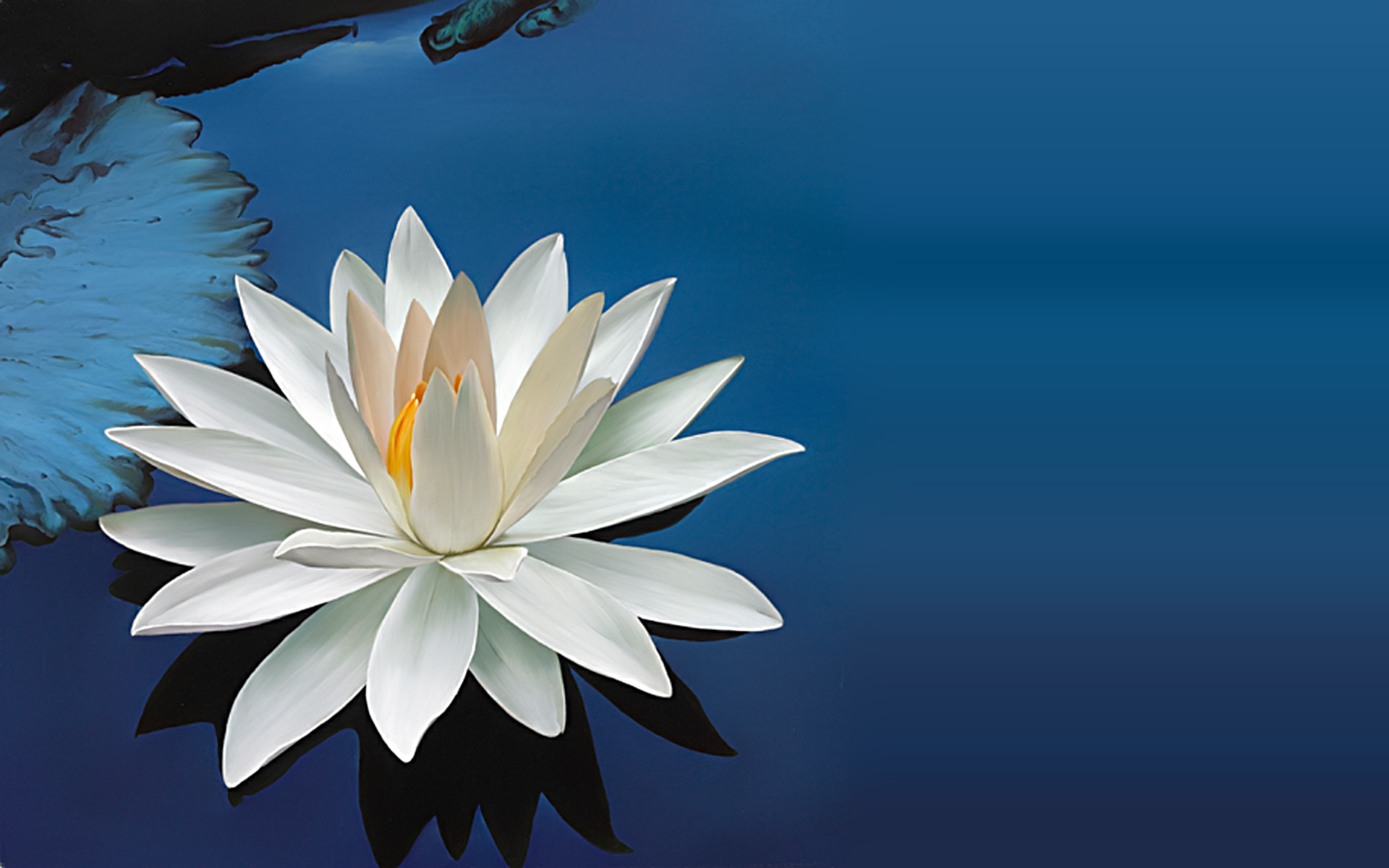 Lotus Desktop Wallpapers