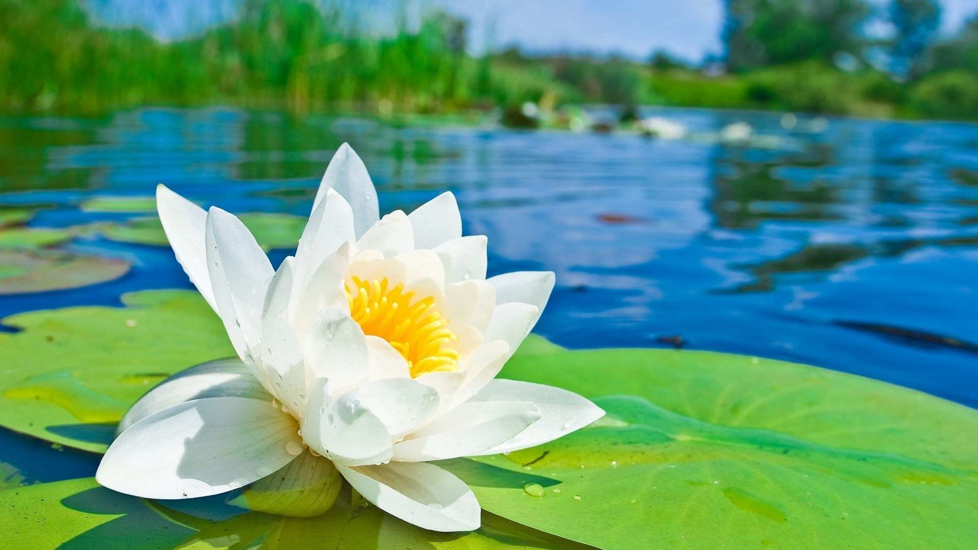 Lotus Desktop Wallpapers