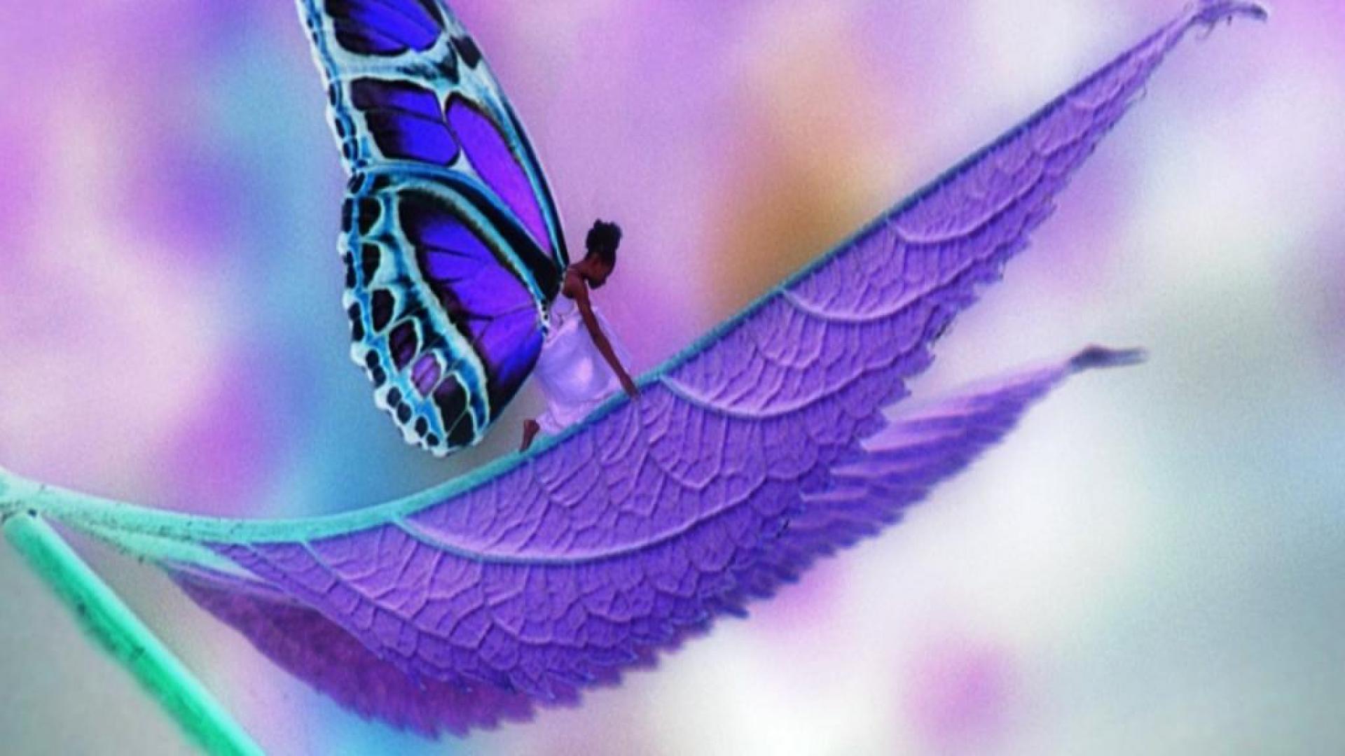 Love Butterfly Hd Wallpapers