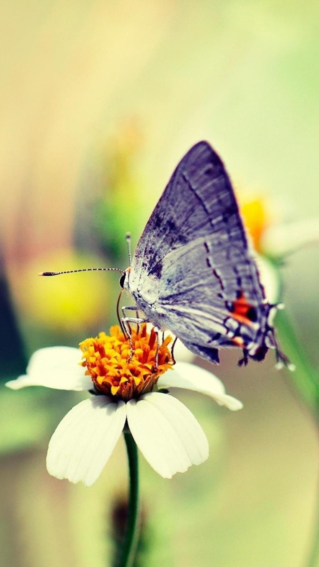 Love Butterfly Hd Wallpapers