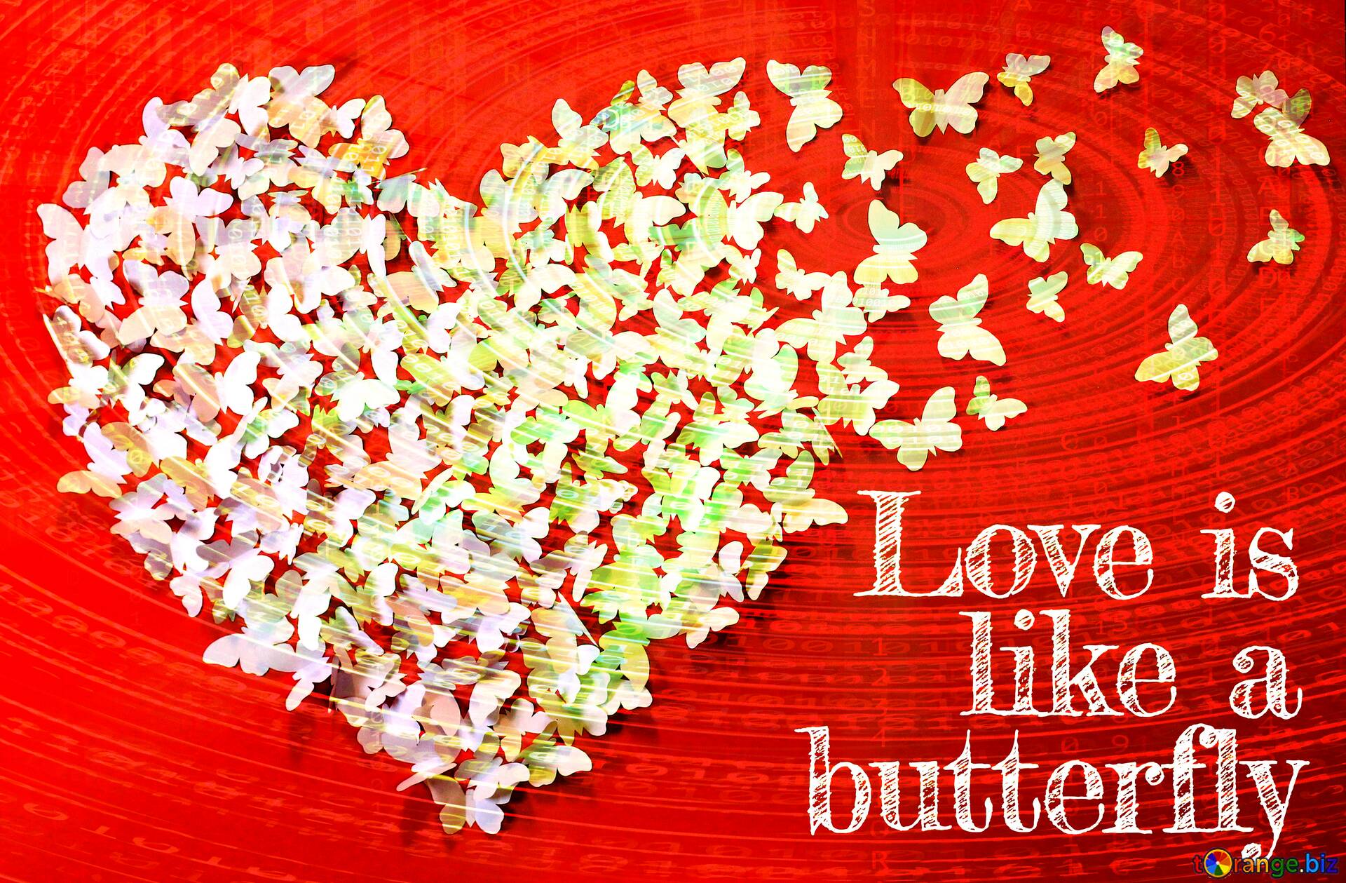 Love Butterfly Hd Wallpapers