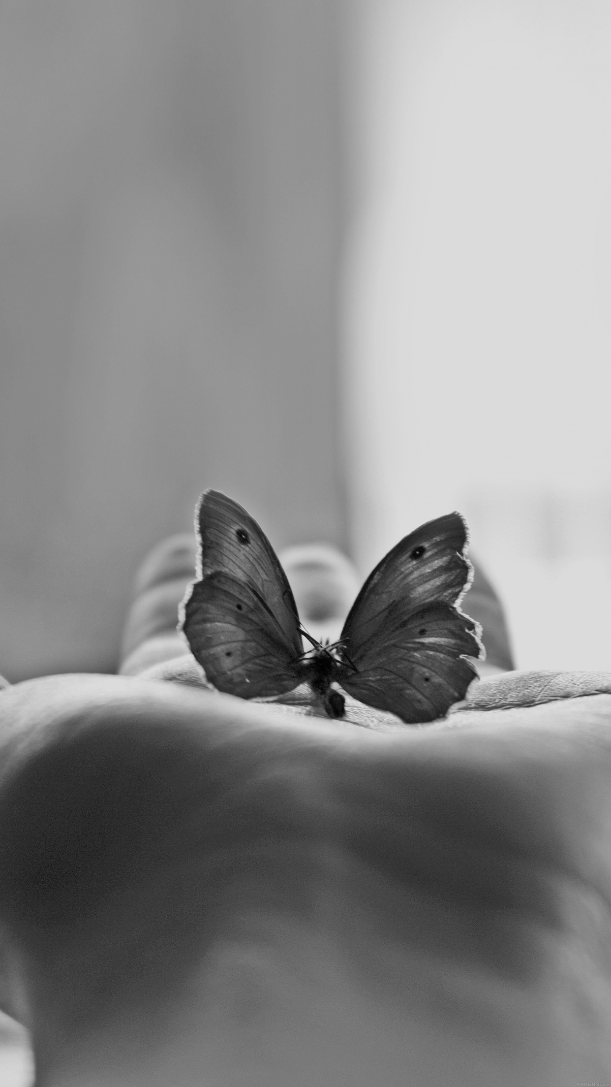 Love Butterfly Hd Wallpapers