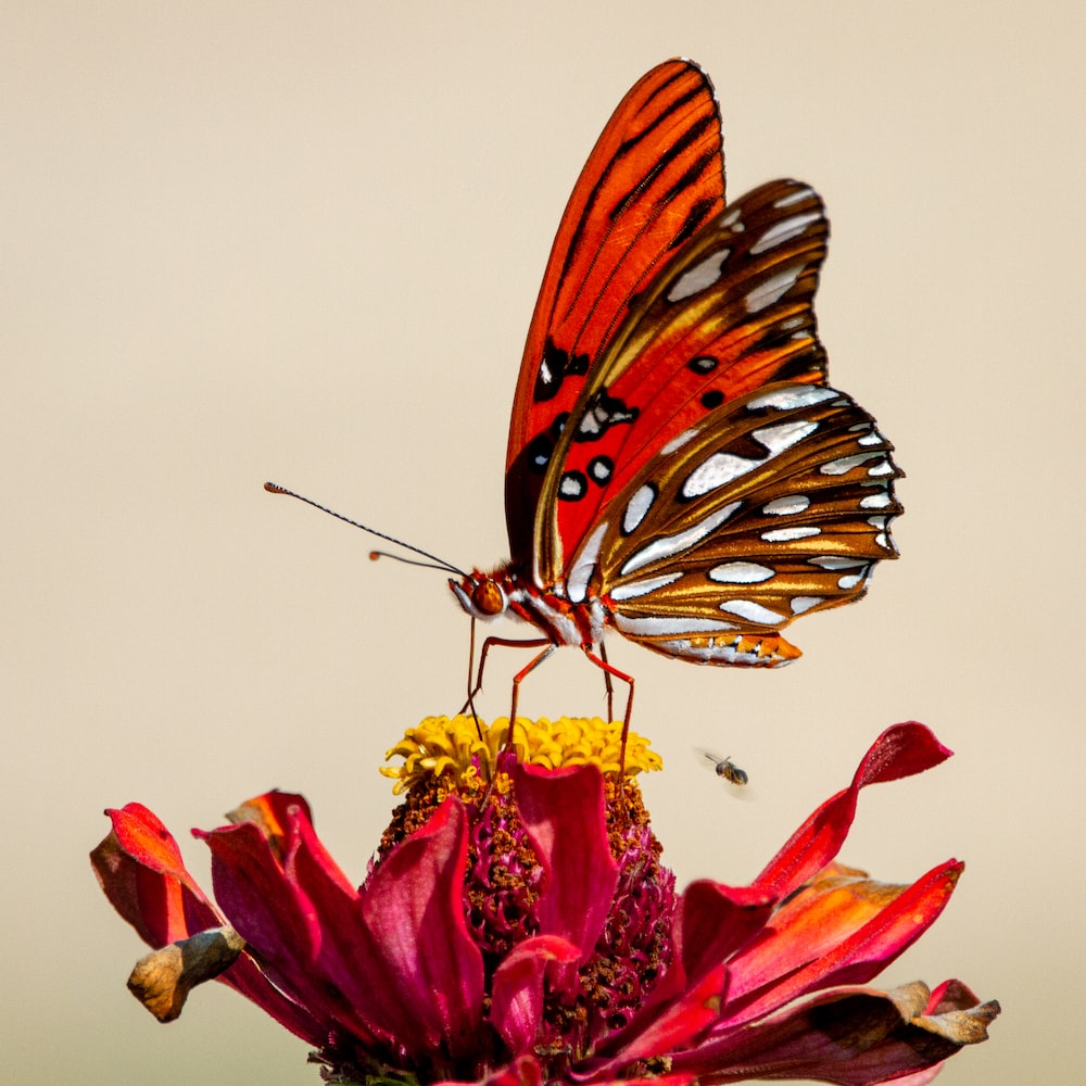 Love Butterfly Hd Wallpapers