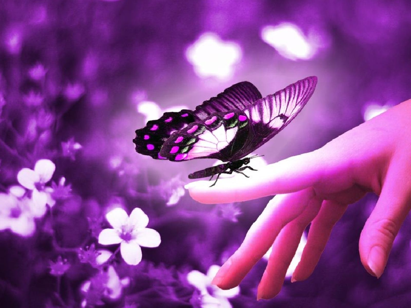 Love Butterfly Hd Wallpapers