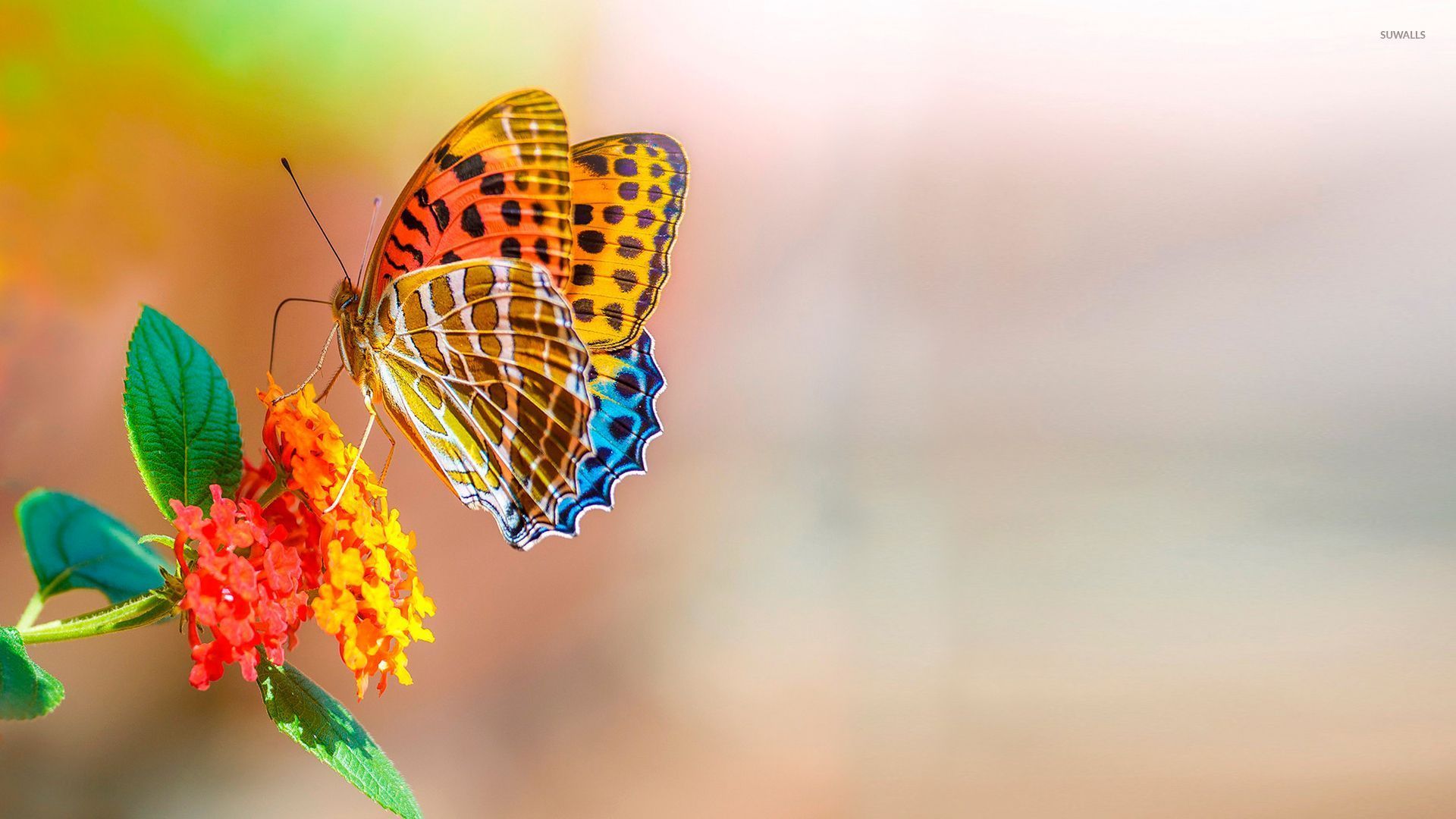 Love Butterfly Hd Wallpapers