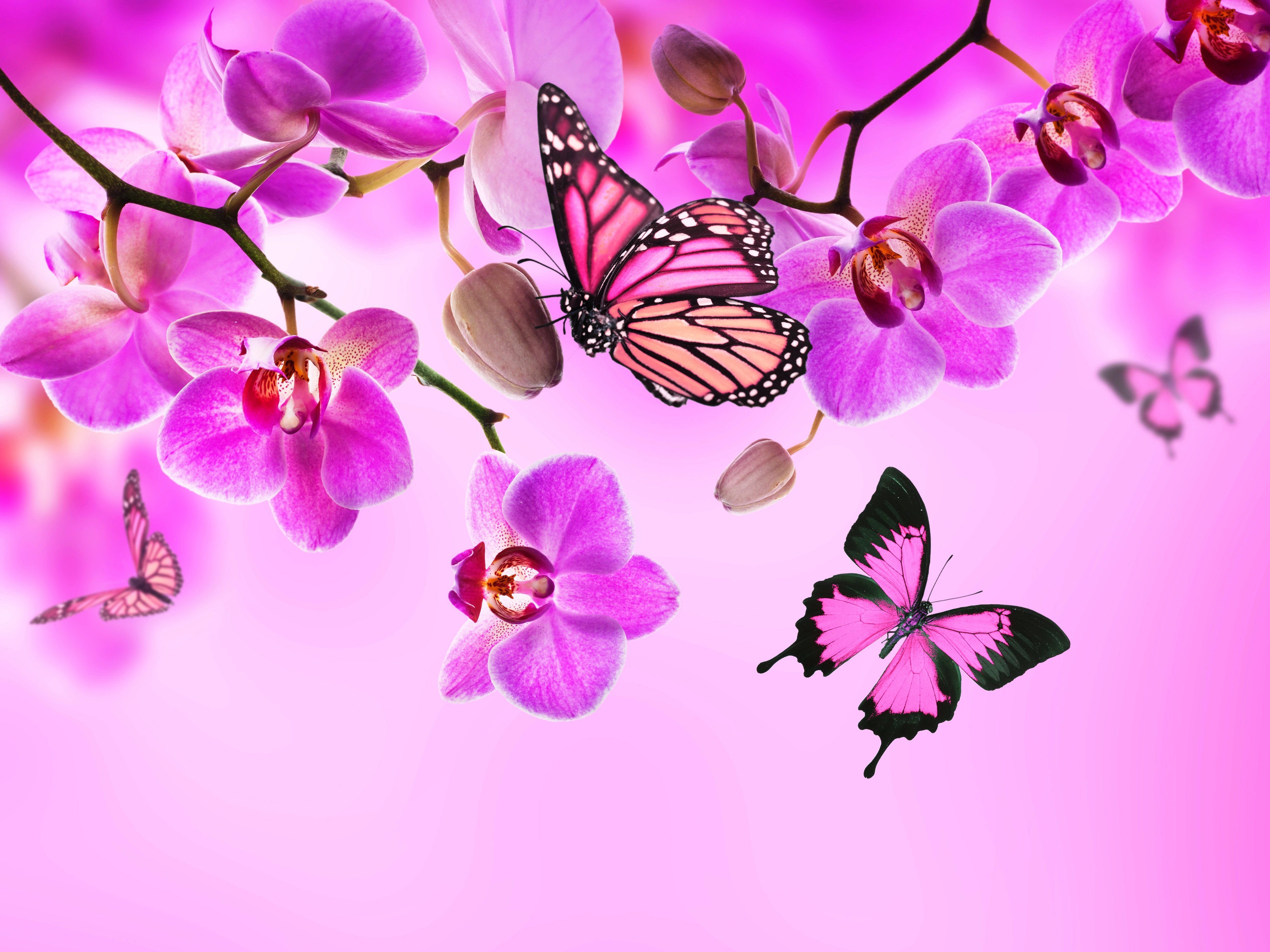 Love Butterfly Hd Wallpapers