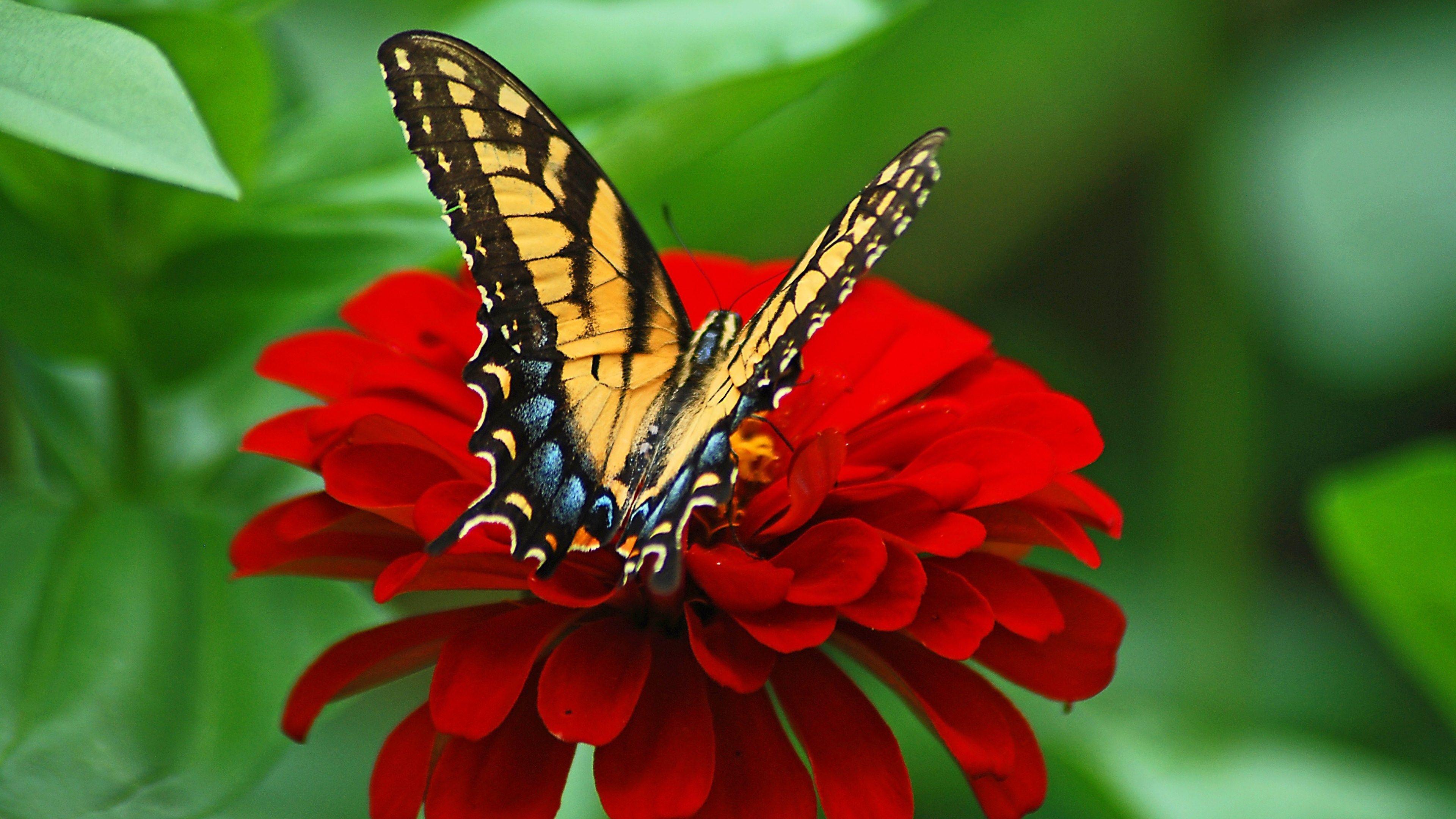 Love Butterfly Hd Wallpapers