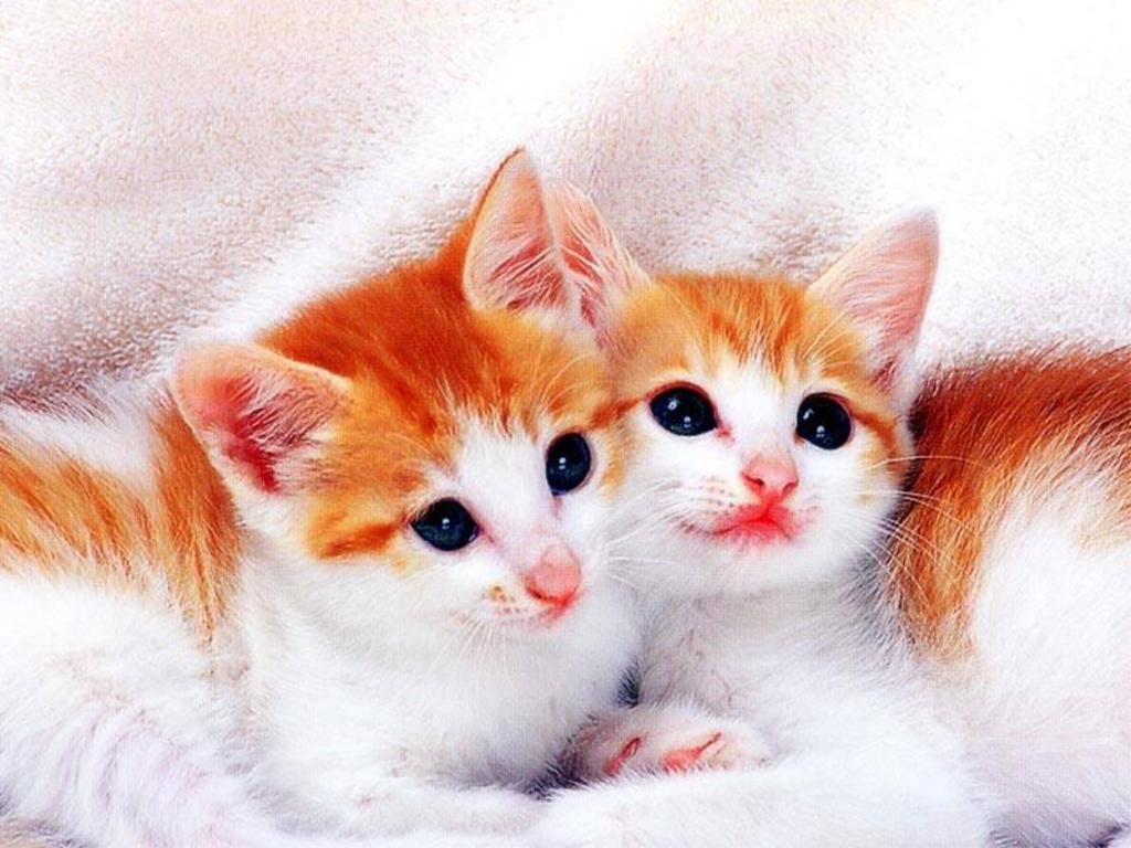 Love Cute Cat Wallpapers