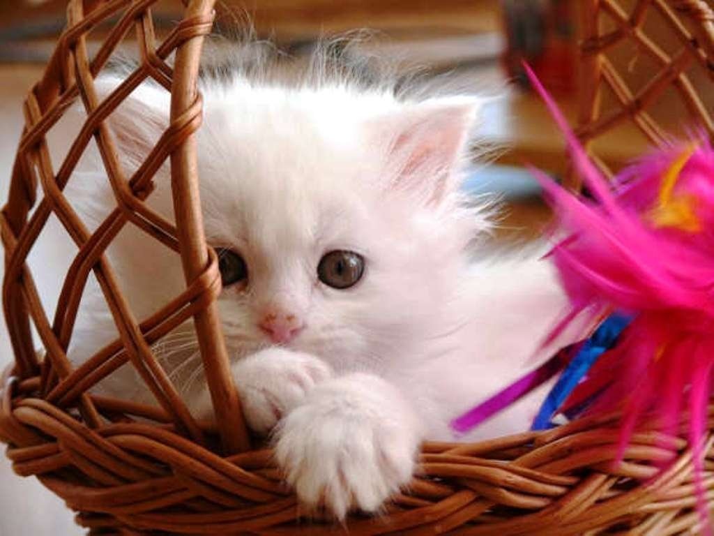 Love Cute Cat Wallpapers