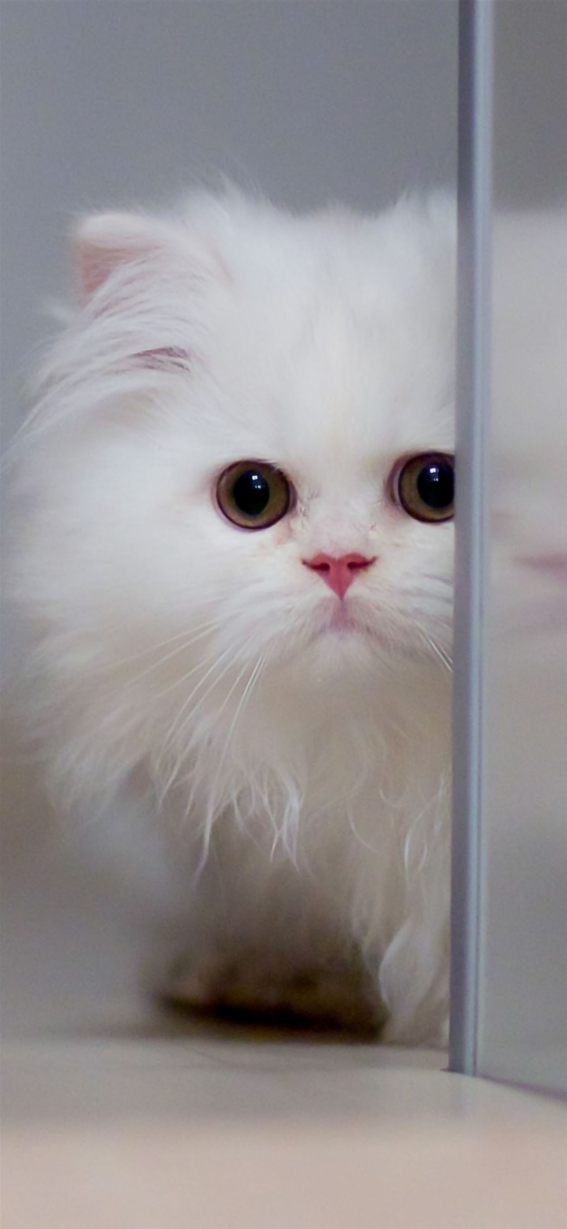 Love Cute Cat Wallpapers