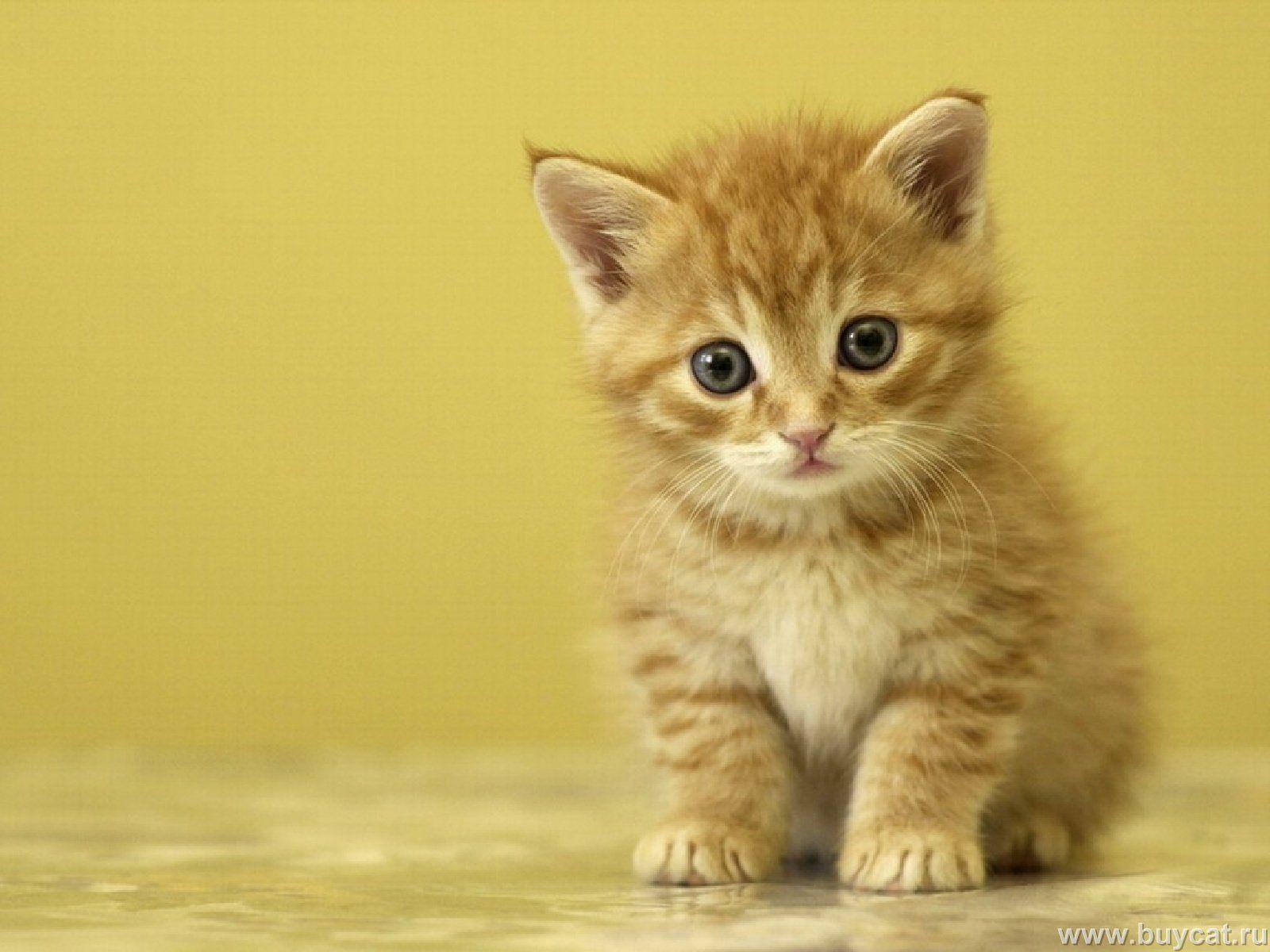 Love Cute Cat Wallpapers