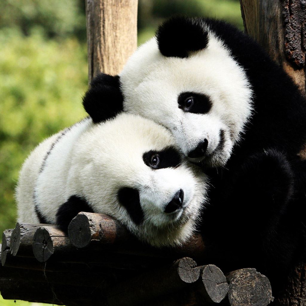 Love Panda Images Wallpapers