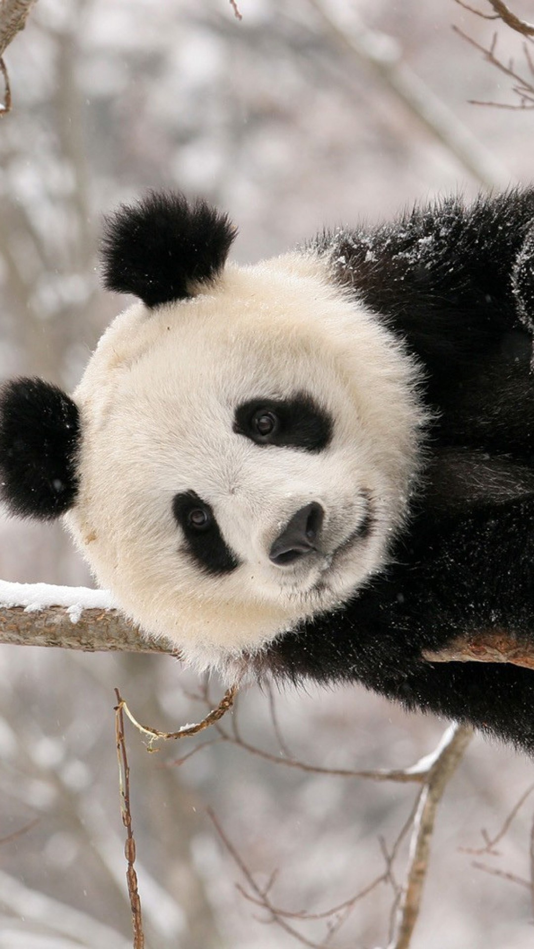 Love Panda Images Wallpapers