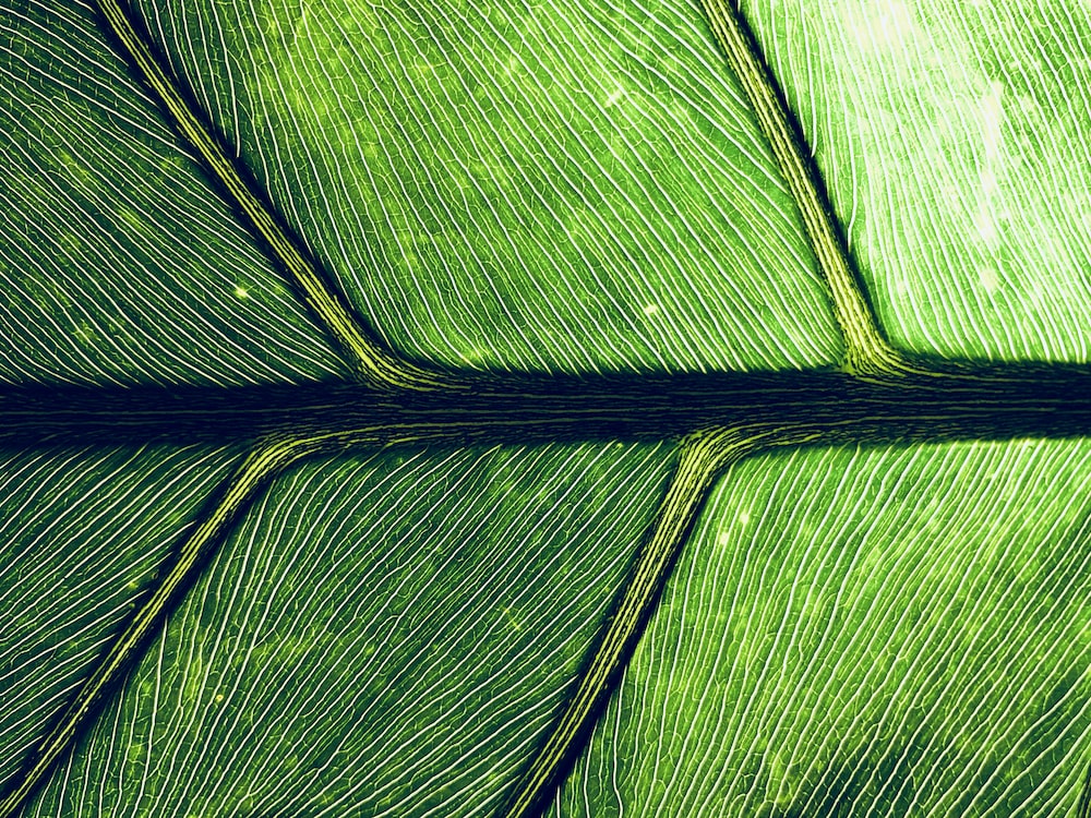 Macro Wallpapers