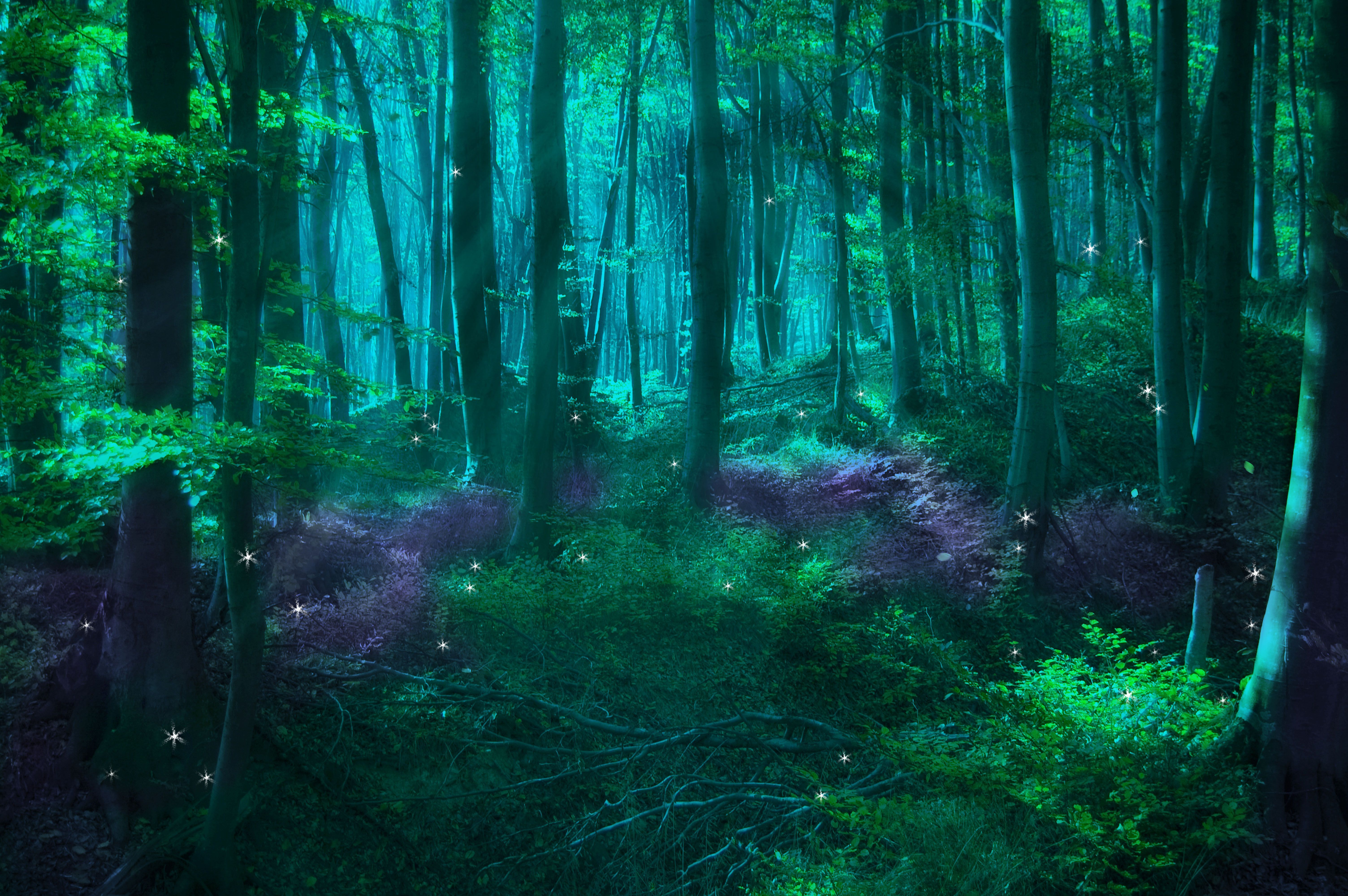 Magical Night Forest Wallpapers