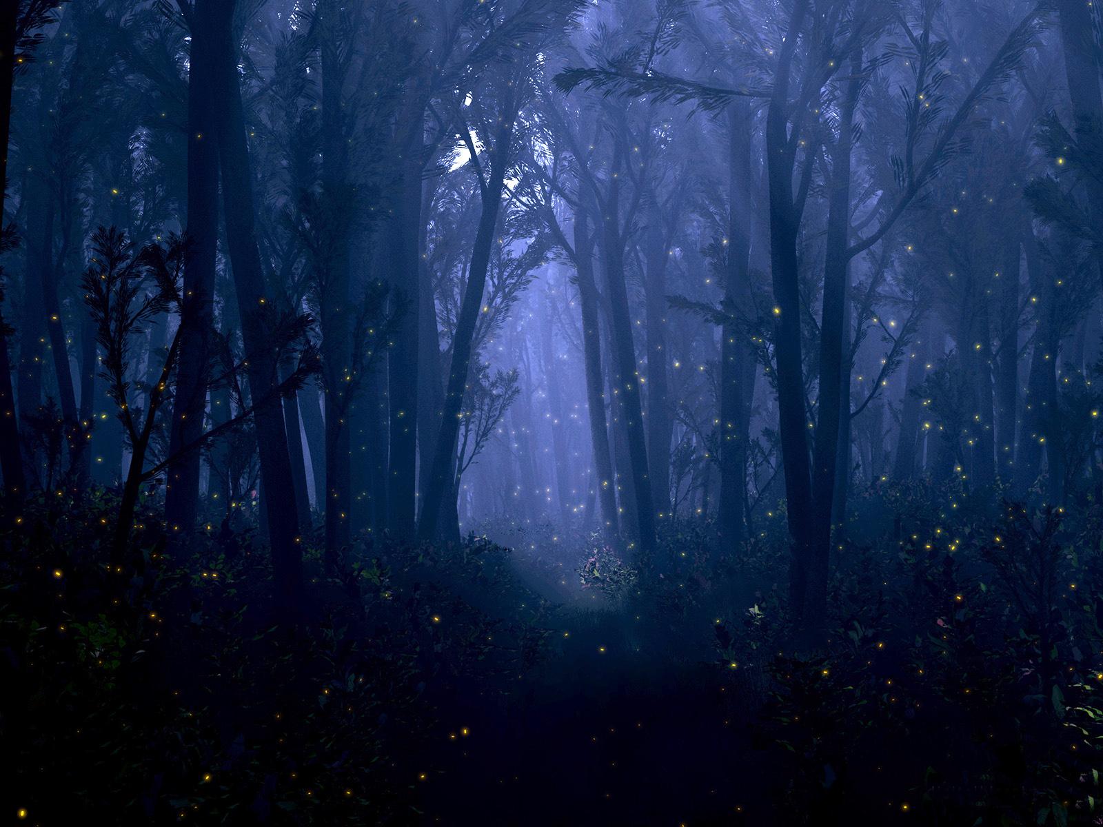 Magical Night Forest Wallpapers