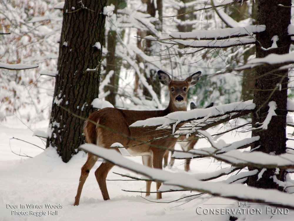 Maine Winter Scene Wallpapers