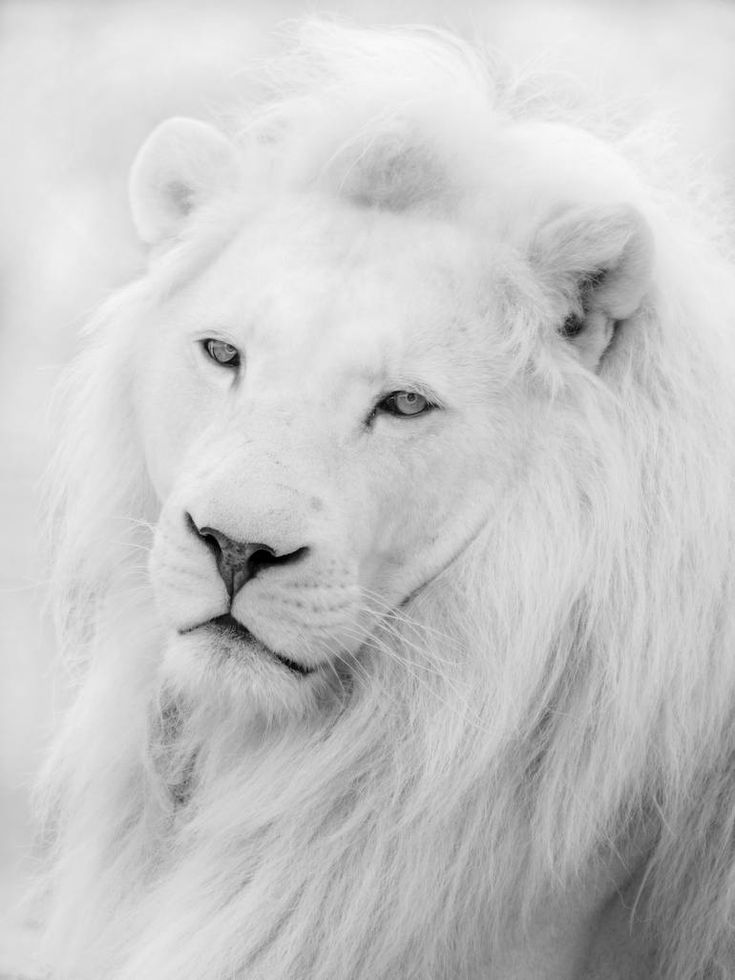 Majestic White Lion Wallpapers